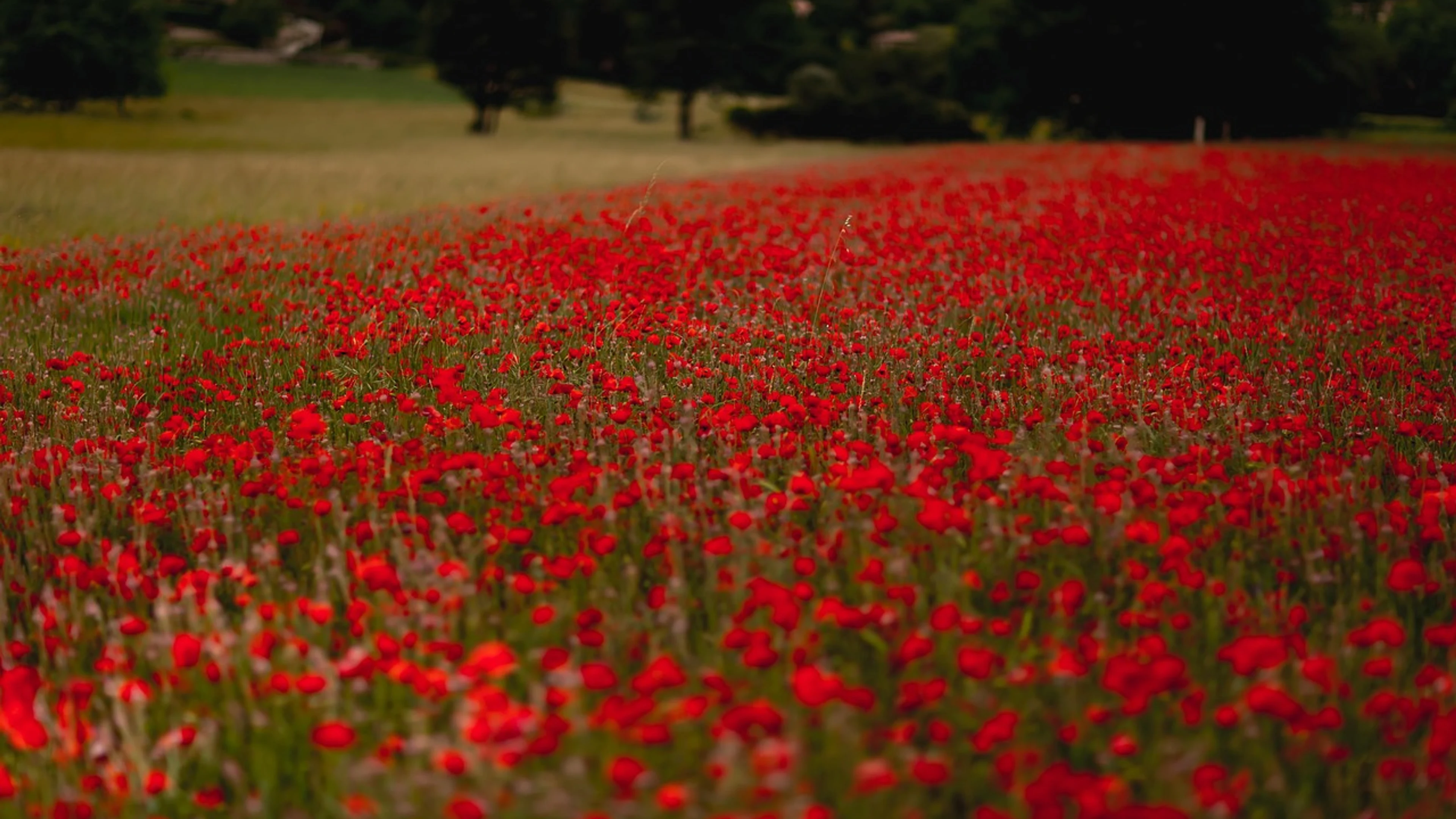 Nature flowers poppies - free 4K Ultra HD flowers wallpaper for desktop