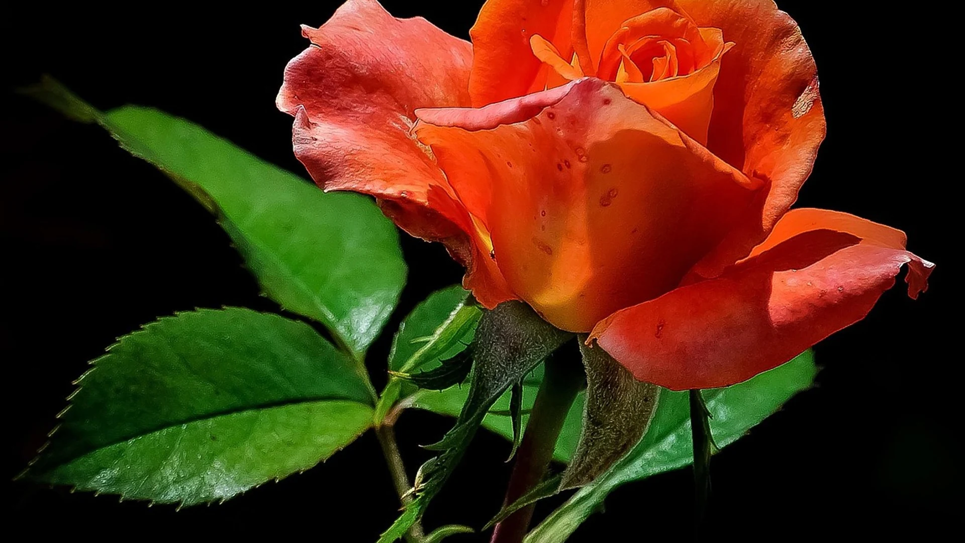 Orange rose rose flower background - free hd flowers wallpaper for desktop