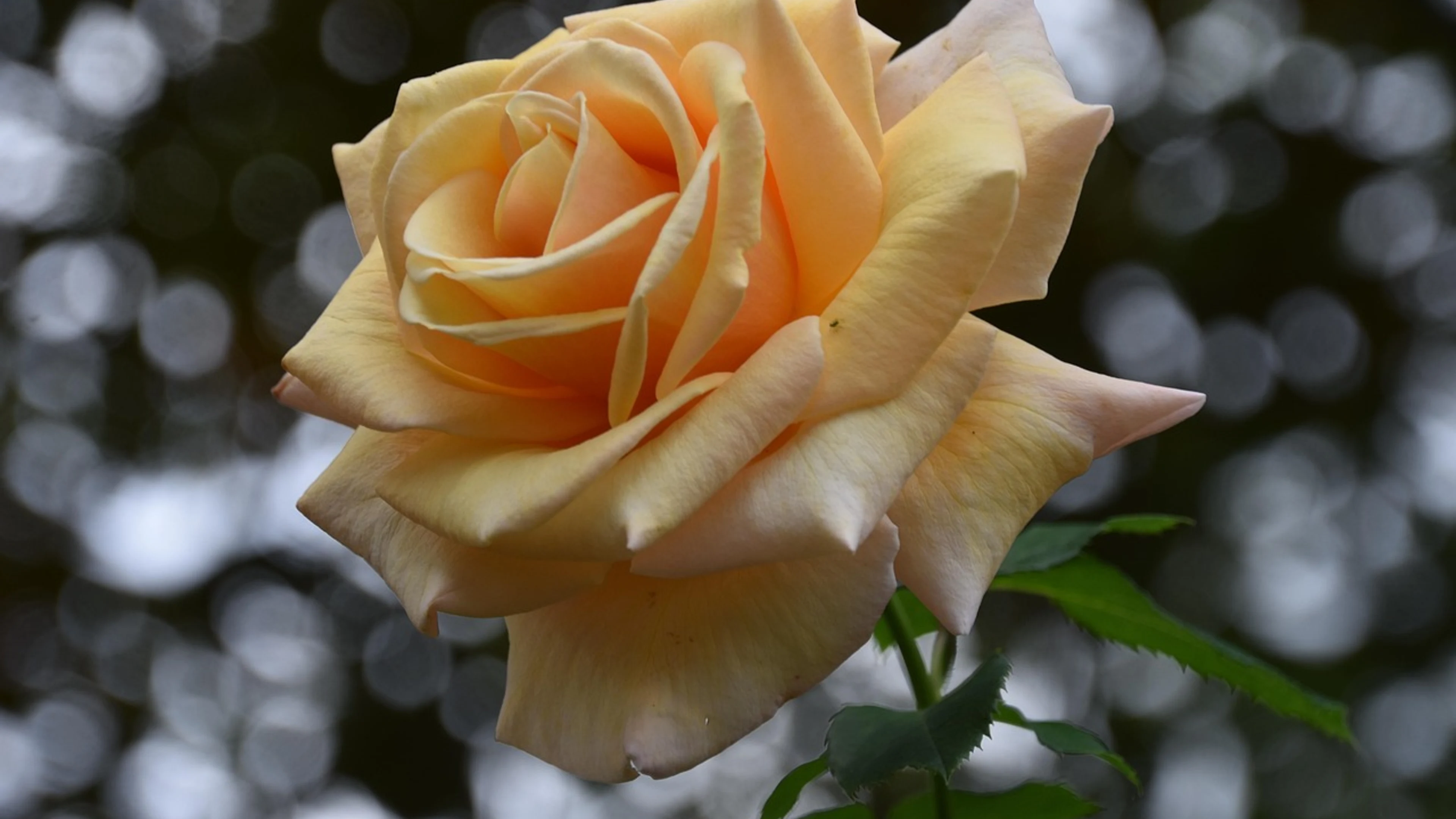 Peach rose rose peach flower - free 4K Ultra HD flowers wallpaper for desktop