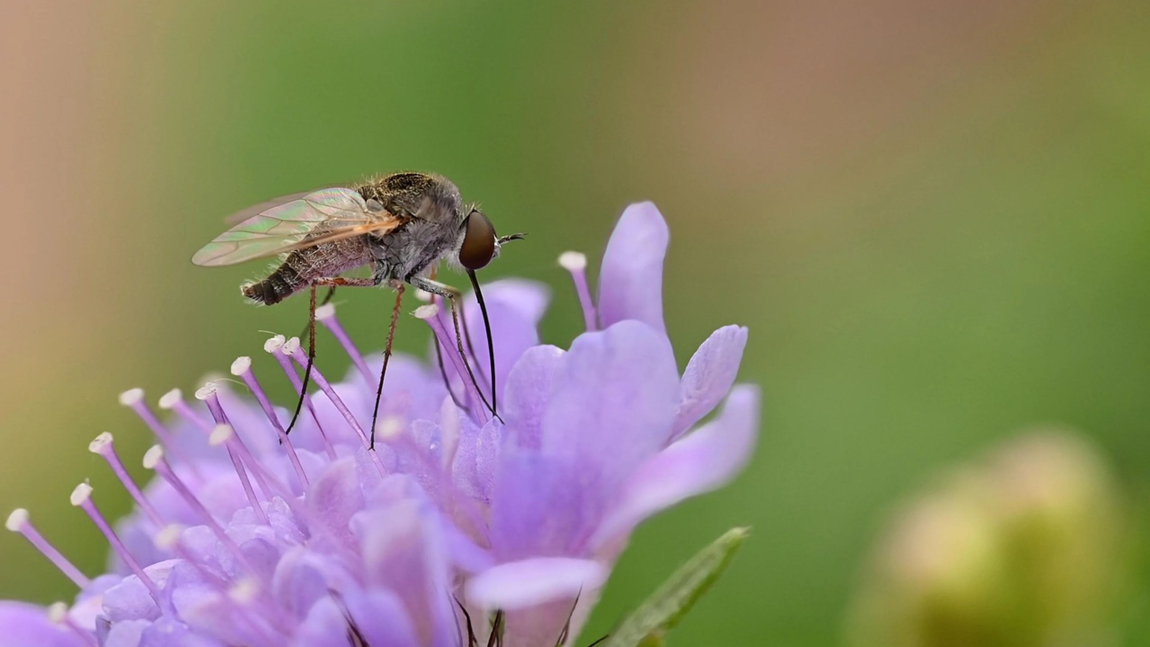 Phthiria bee fly beautiful flowers - free 4K Ultra HD flowers wallpaper for desktop
