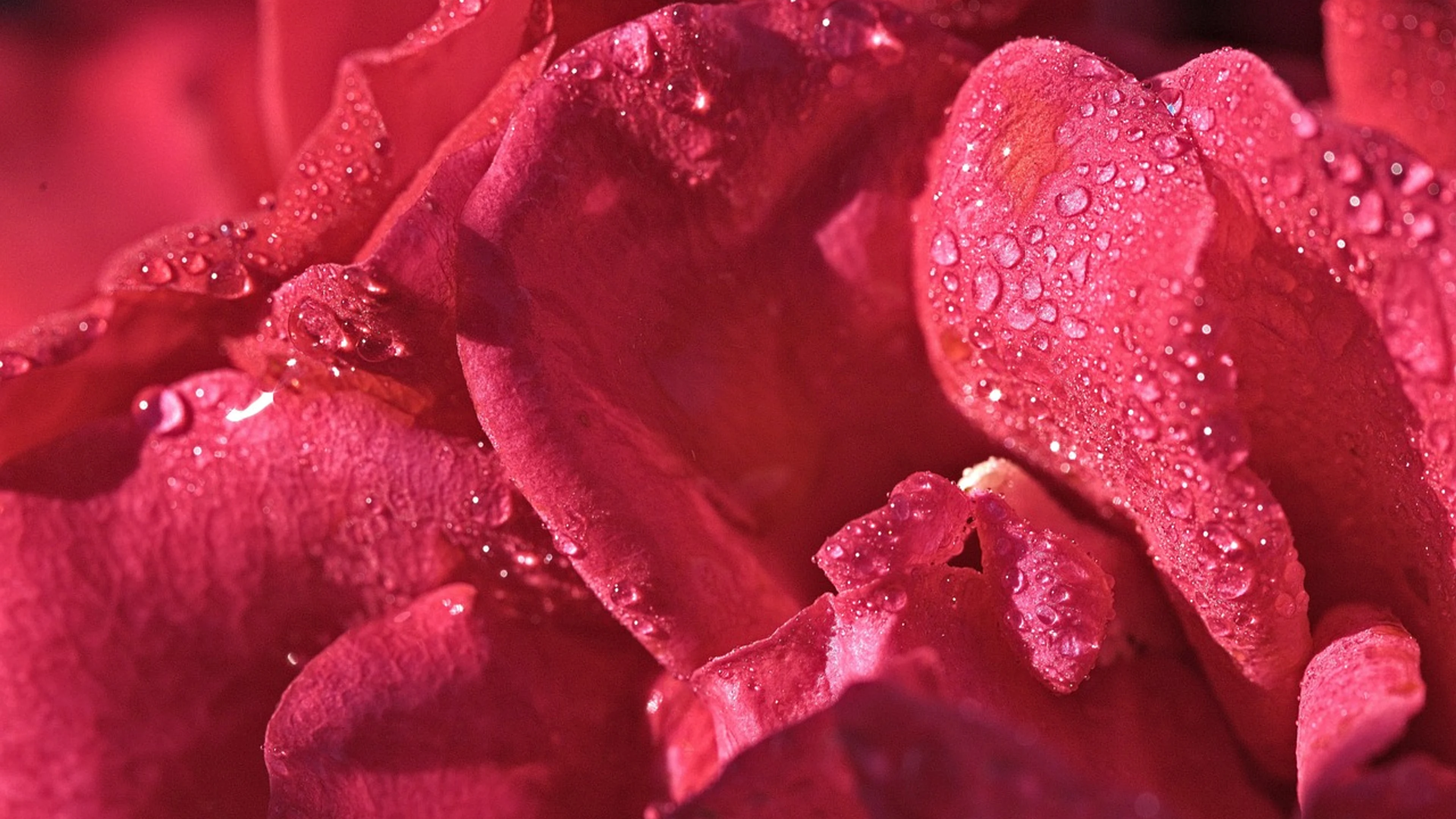 Pink little rose colored - free 4K Ultra HD flowers wallpaper for desktop