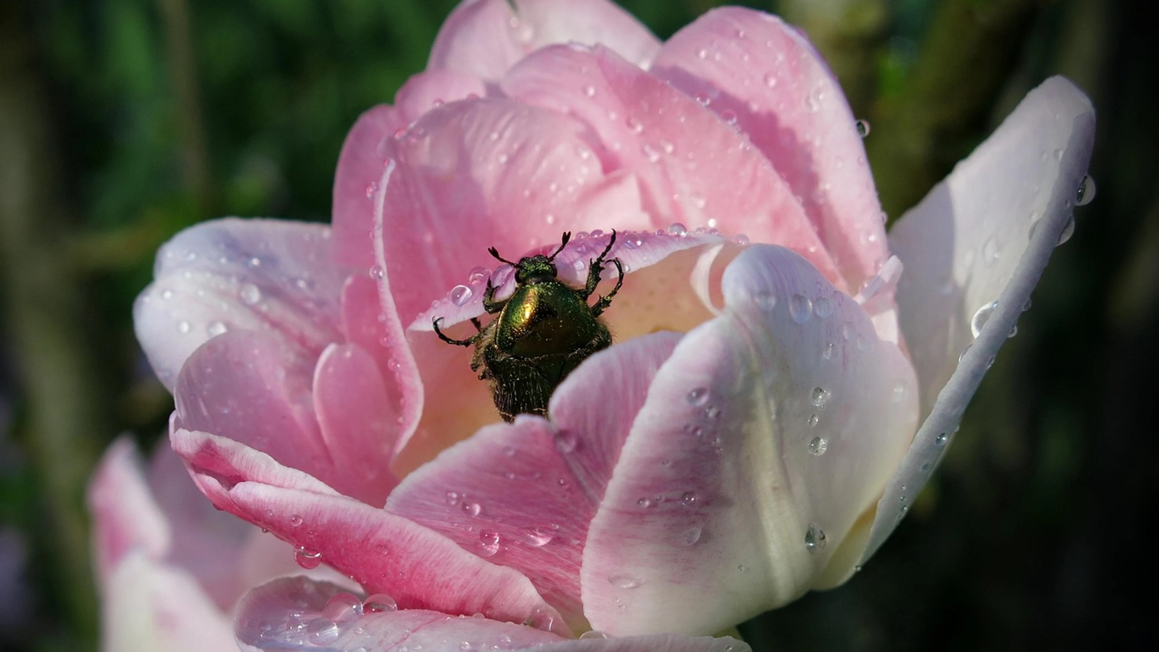 Pink tulip flower background beetle - free 4K Ultra HD flowers wallpaper for desktop