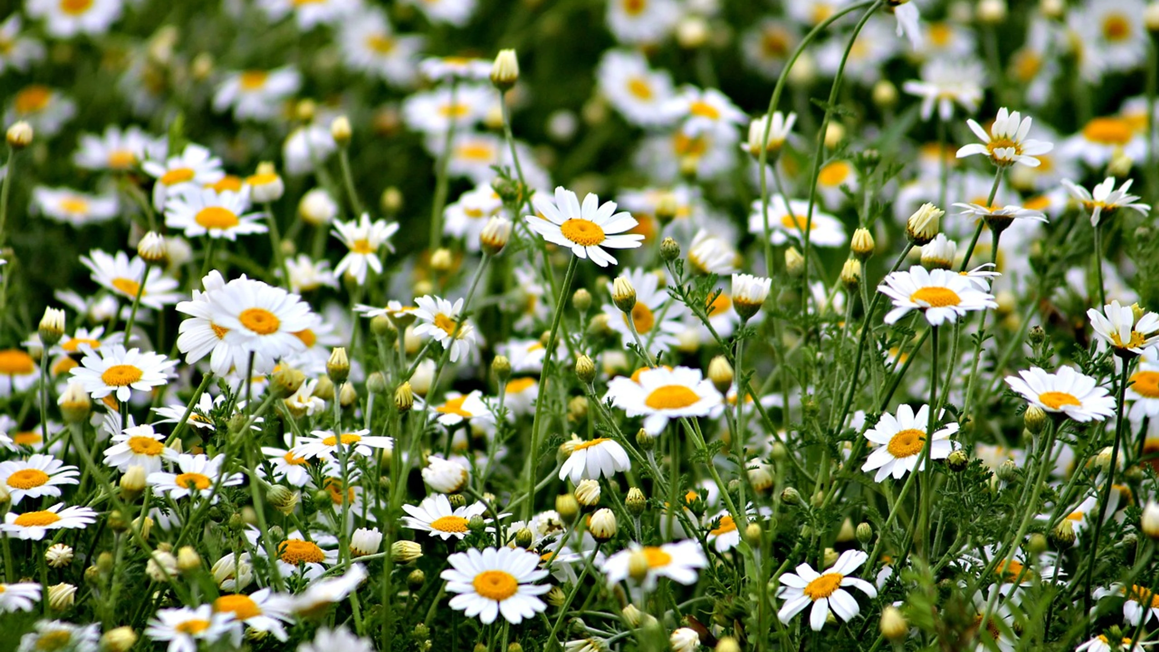 Plant field meadow - free 4K Ultra HD flowers wallpaper for desktop