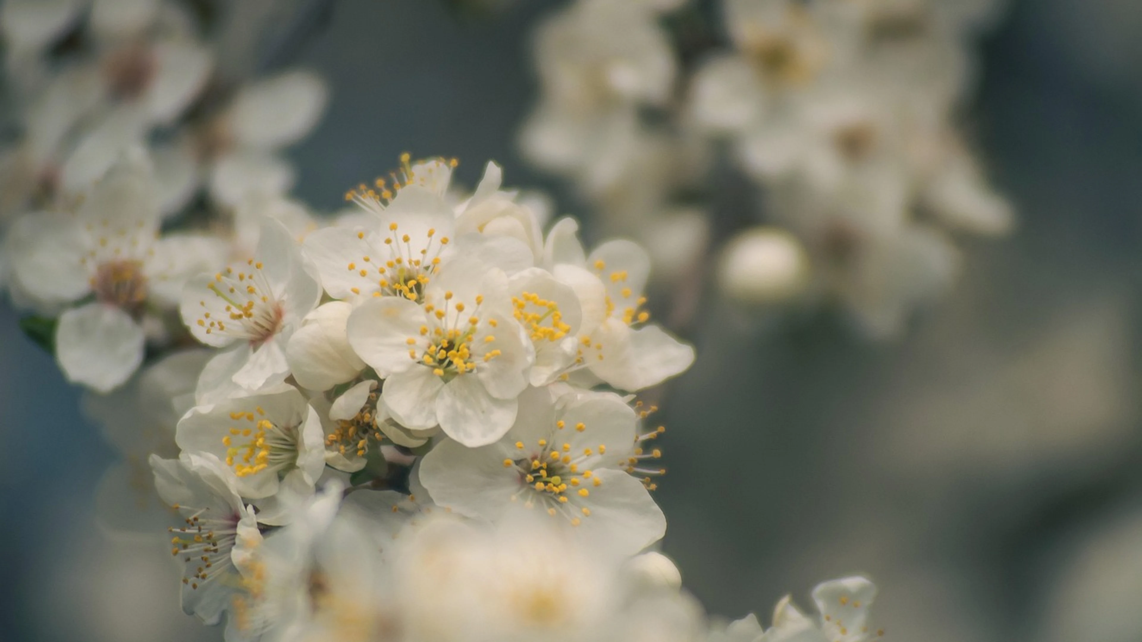 Plum blossom flowers spring - free 4K Ultra HD flowers wallpaper for desktop