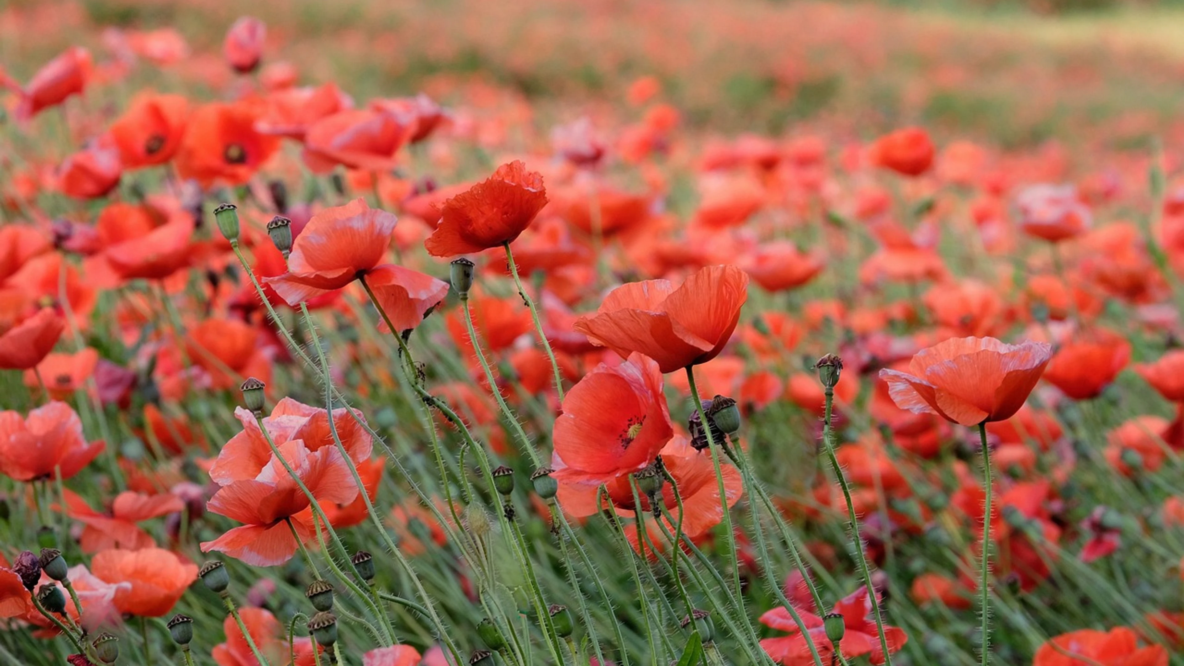 Poppies beautiful flowers flowers - free 4K Ultra HD flowers wallpaper for desktop