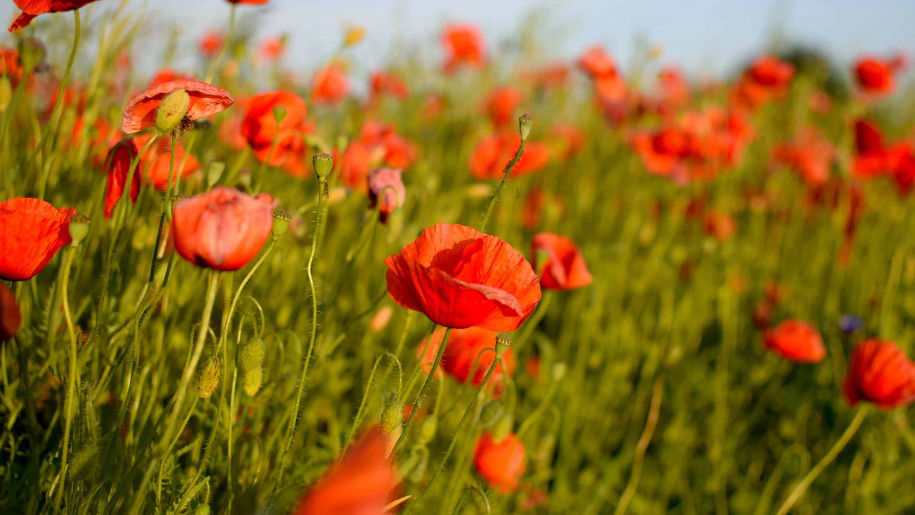 Poppies flowers meadow - free 4K Ultra HD flowers wallpaper for desktop