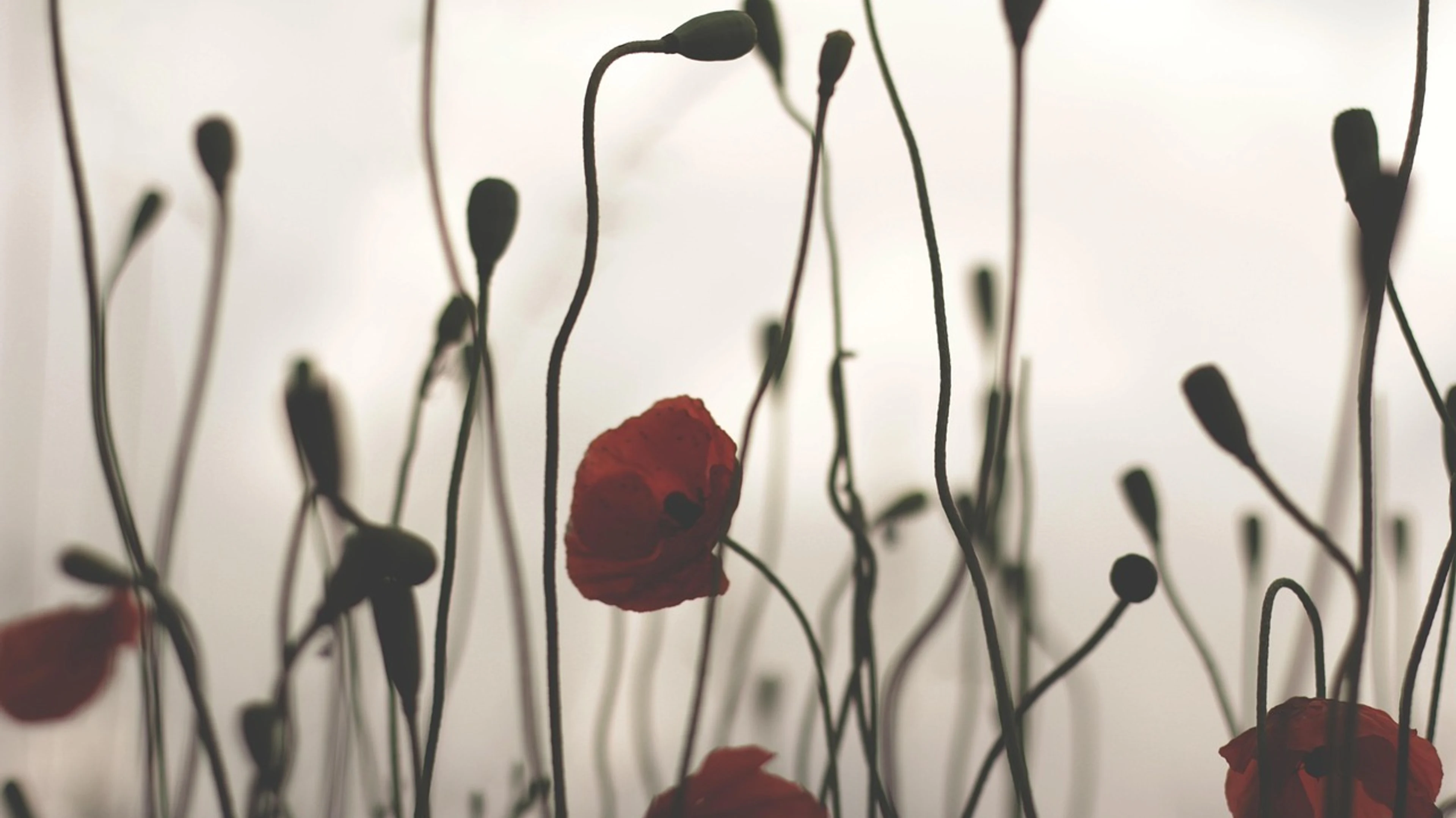 Poppy against backlight - free 4K Ultra HD flowers wallpaper for desktop