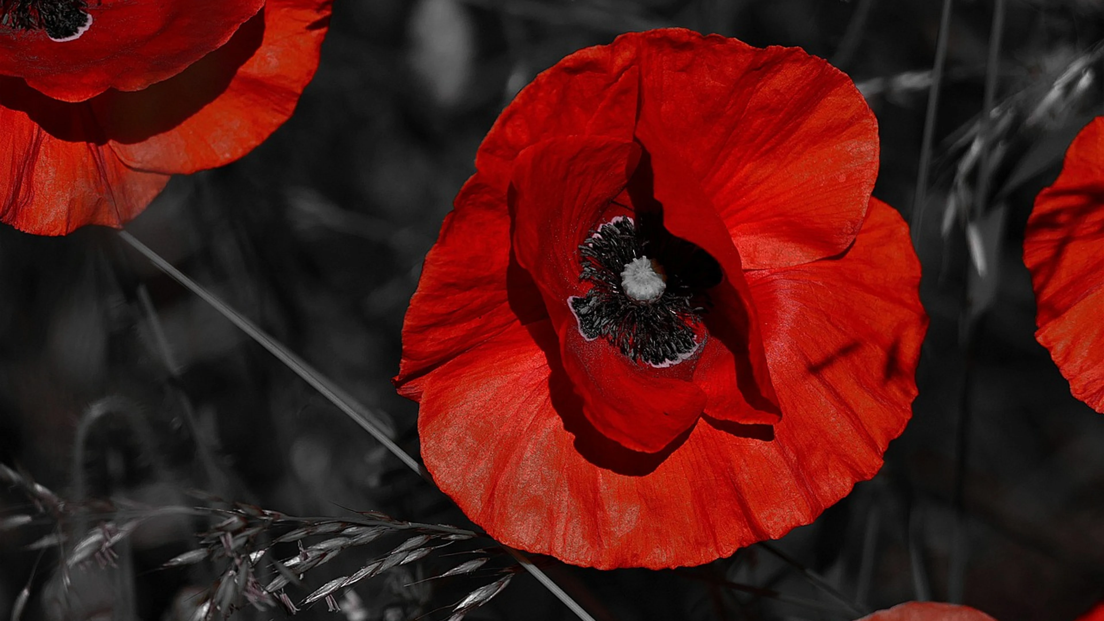 Poppy blossom bloom - free 4K Ultra HD flowers wallpaper for desktop