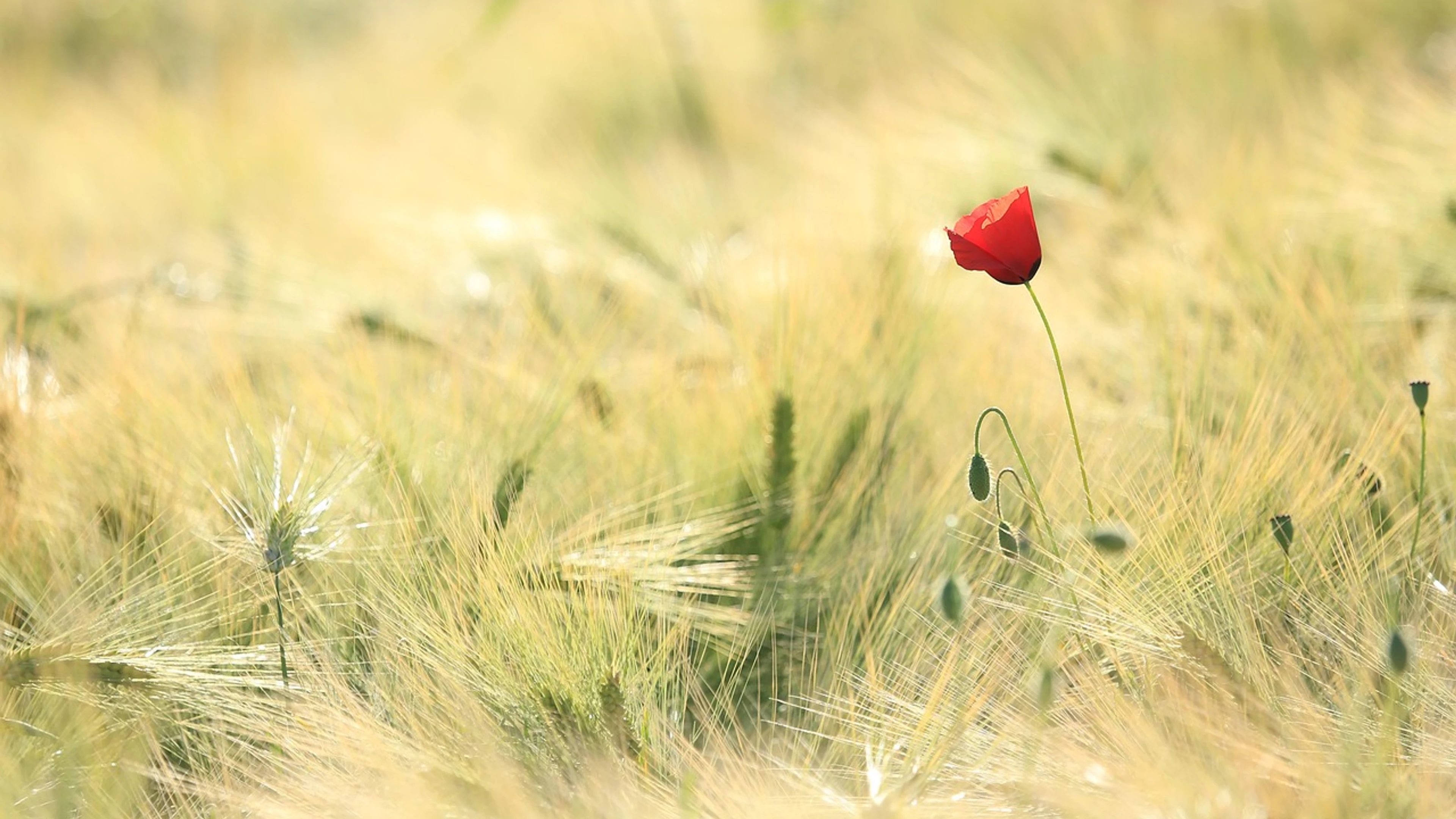 Poppy fields landscape - free 4K Ultra HD flowers wallpaper for desktop