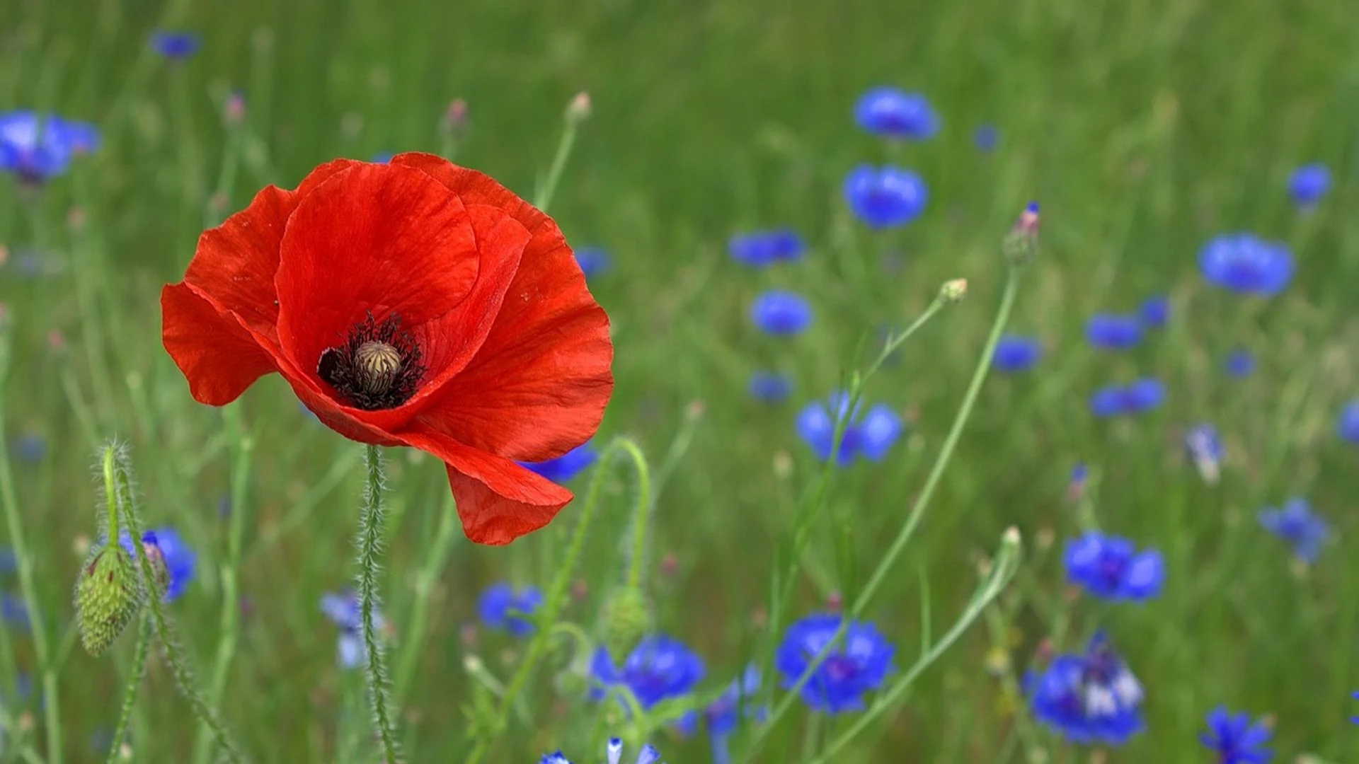 Poppy flower field - free hd flowers wallpaper for desktop
