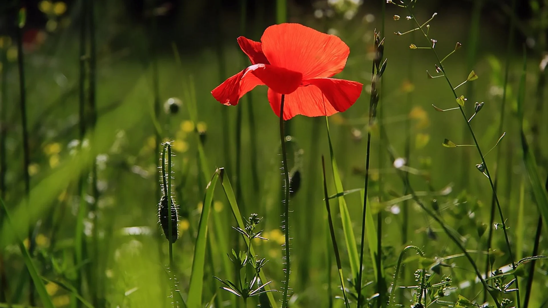 Poppy flower nature - free hd flowers wallpaper for desktop