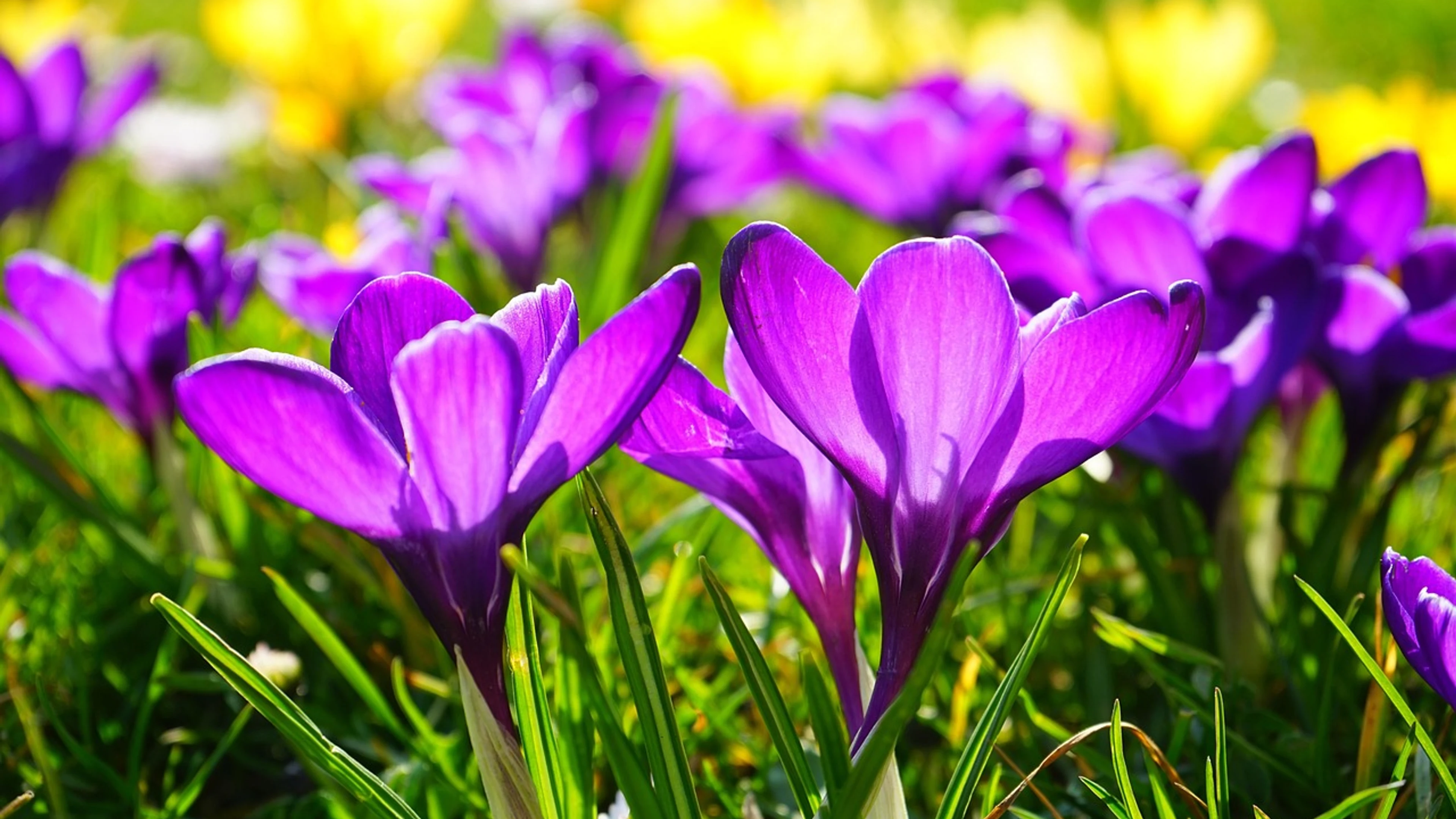 Purple flowers crocus - free 4K Ultra HD flowers wallpaper for desktop