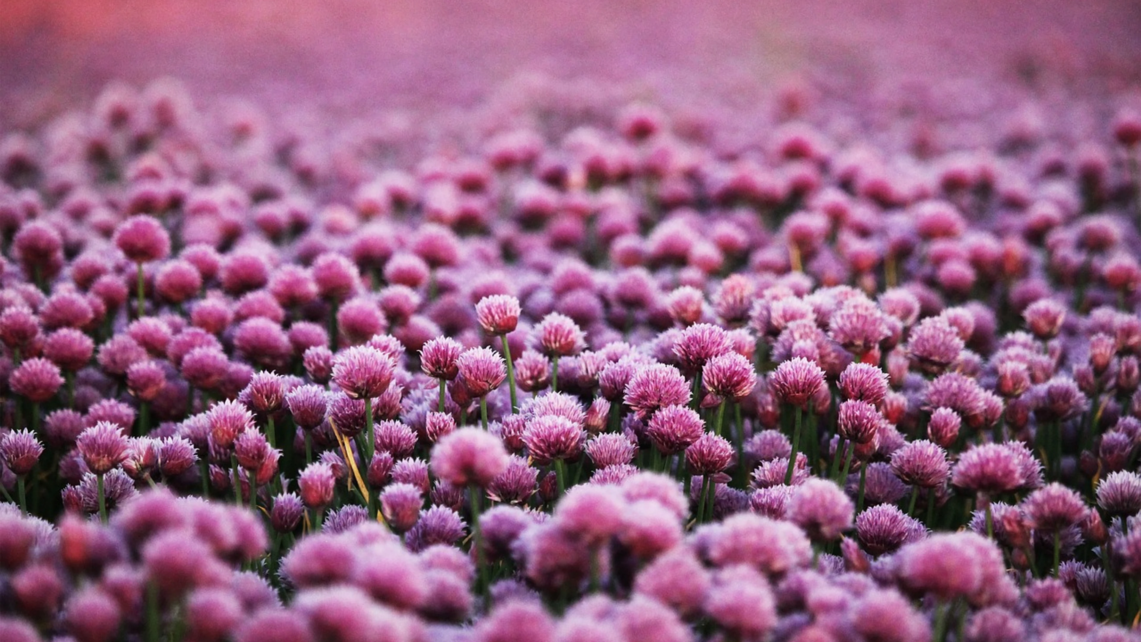 Purple flowers field - free 4K Ultra HD flowers wallpaper for desktop