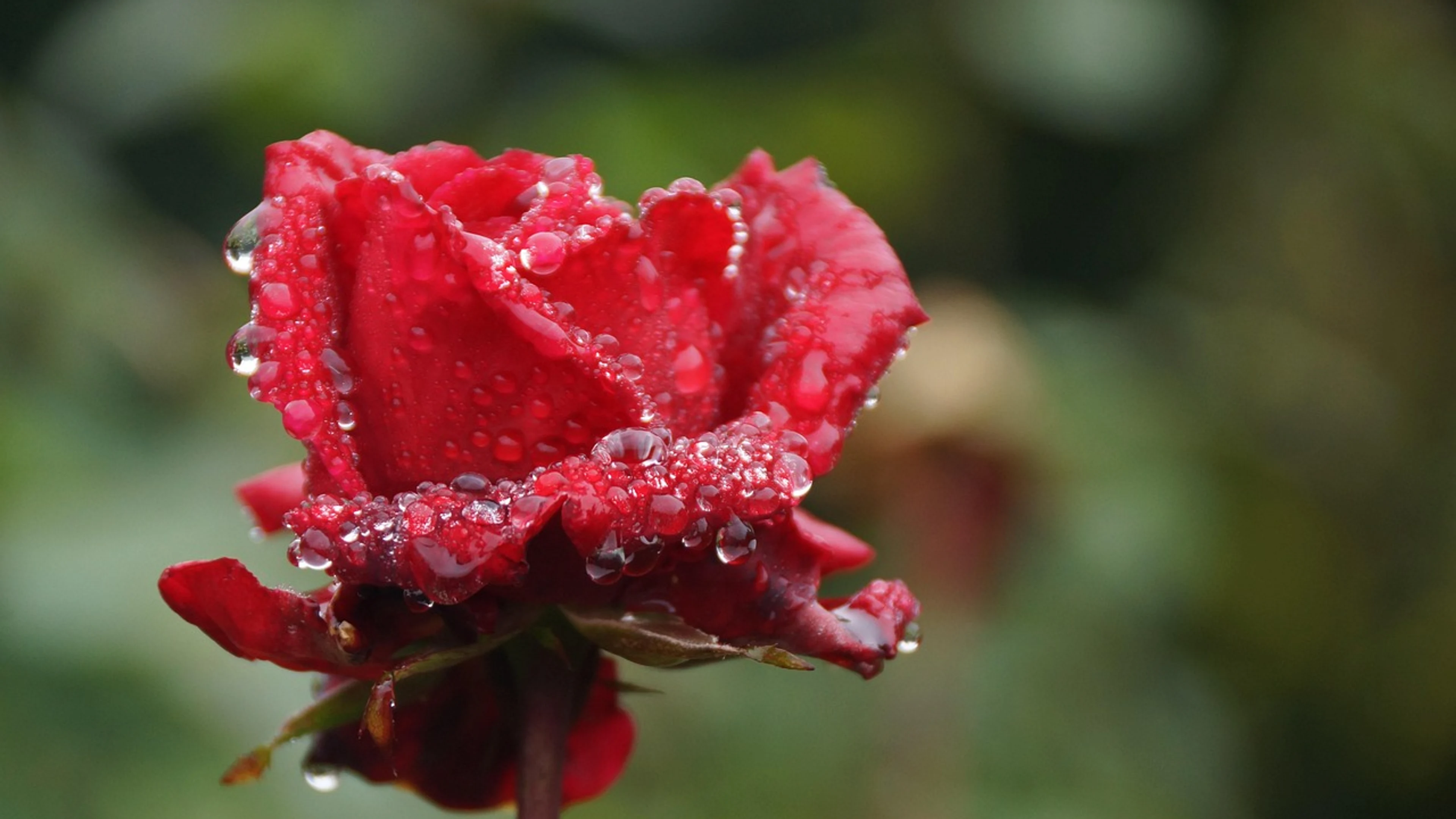 Red nature rose flower - free 4K Ultra HD flowers wallpaper for desktop