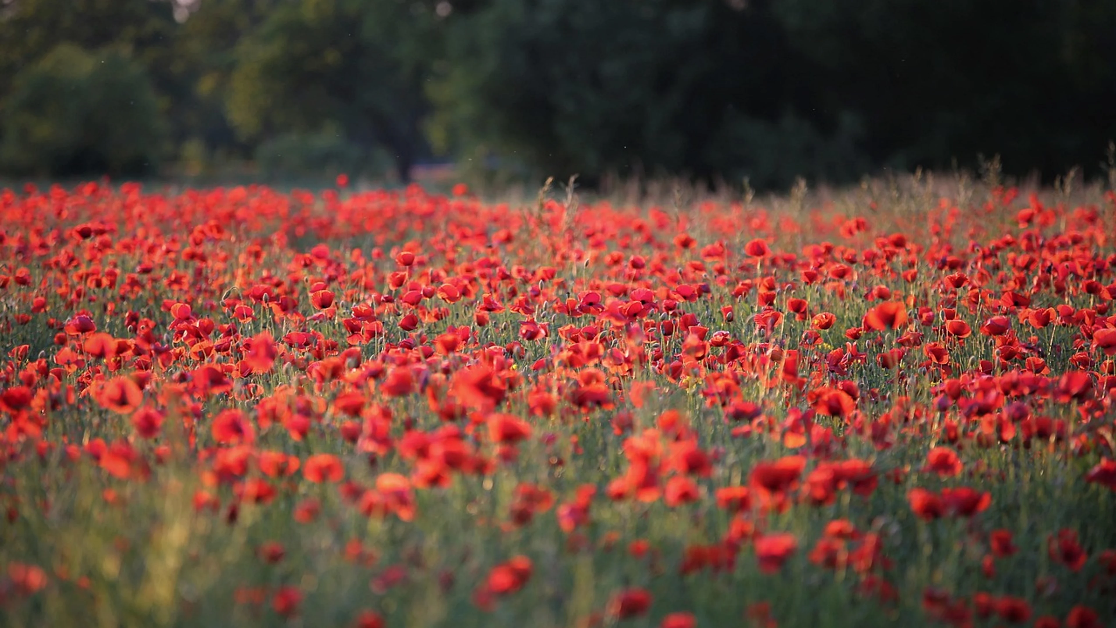 Red poppies meadow landscape - free 4K Ultra HD flowers wallpaper for desktop