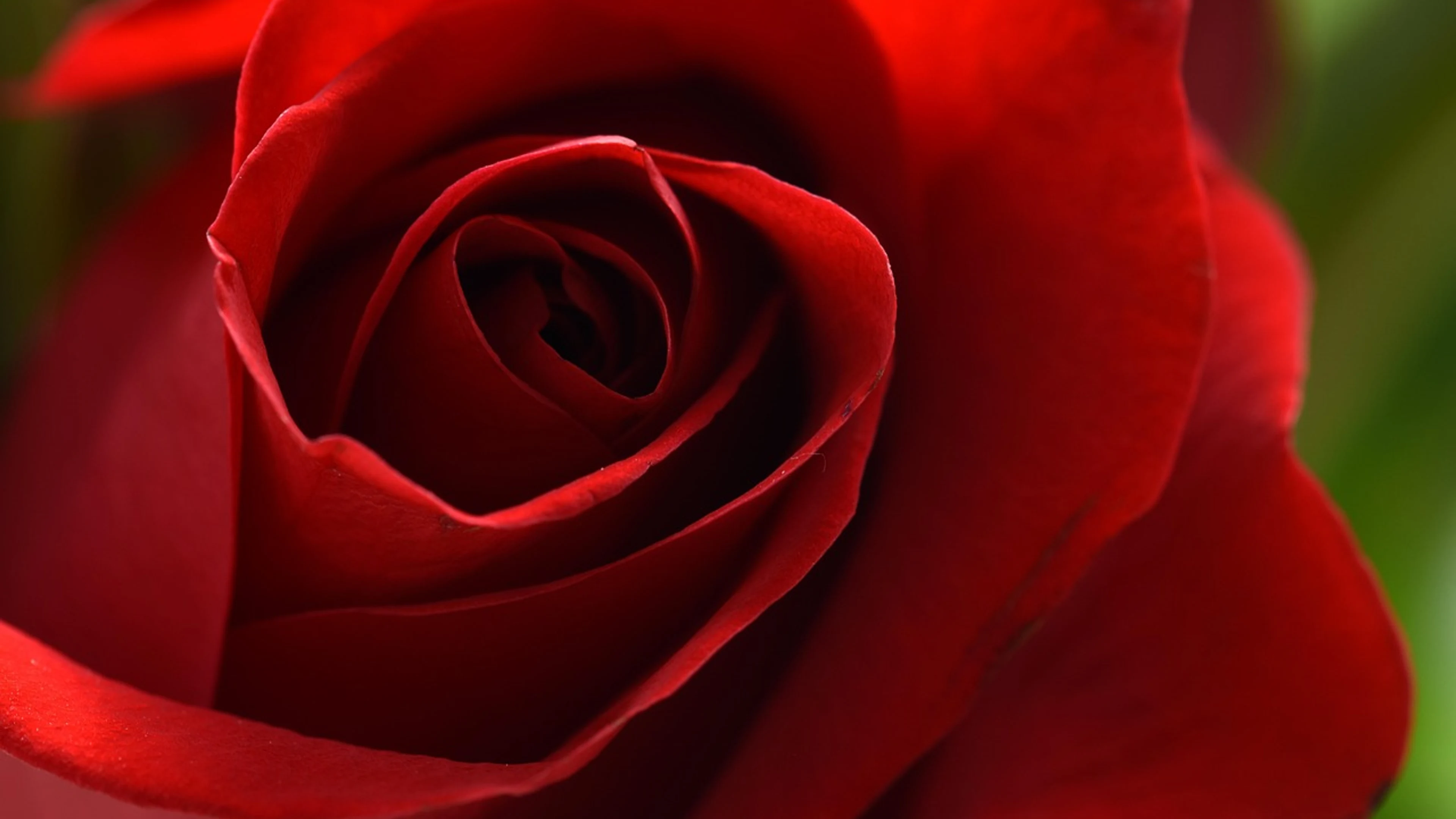 Red rose flower - free 4K Ultra HD flowers wallpaper for desktop