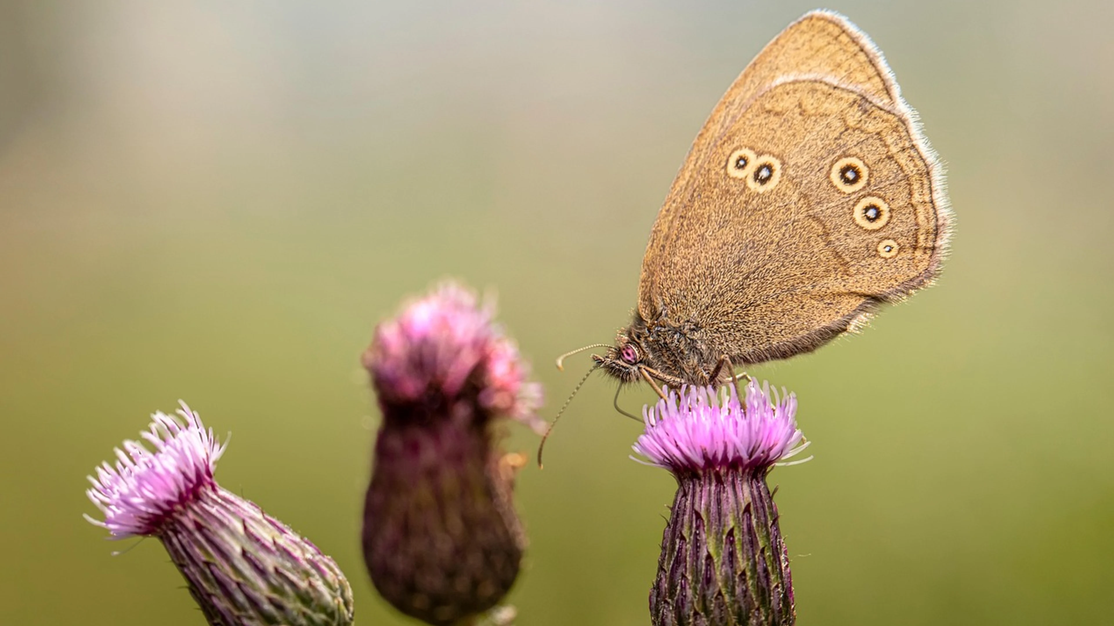 Ringlet flowers pollination - free 4K Ultra HD flowers wallpaper for desktop