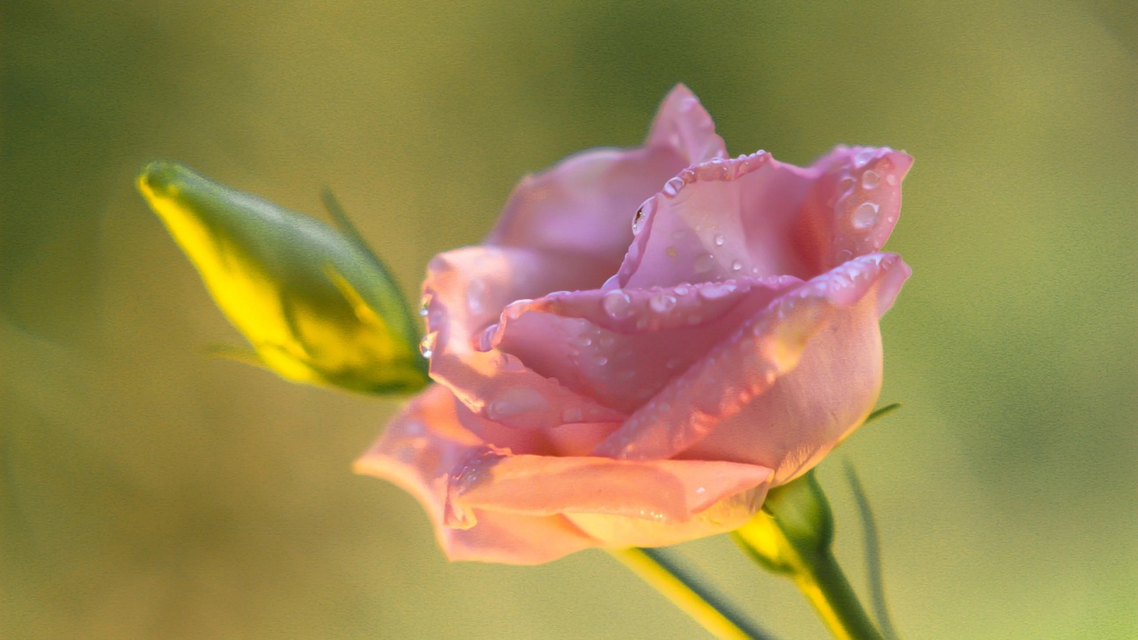 Rose beautiful flowers flower - free 4K Ultra HD flowers wallpaper for desktop