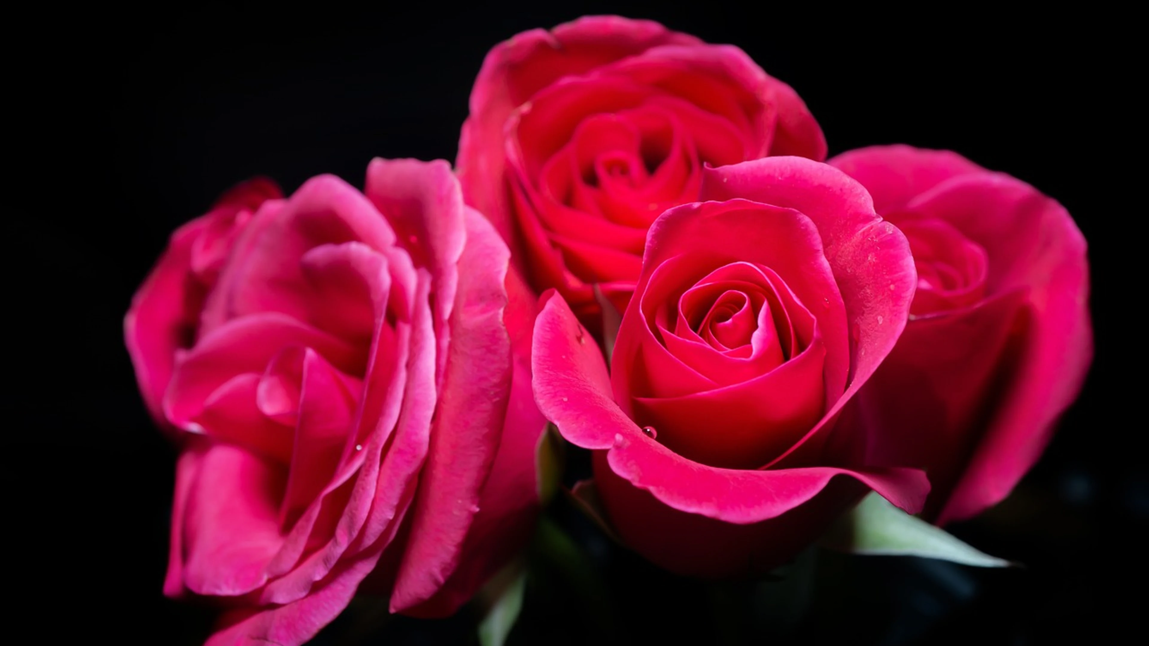 Rose beautiful flowers flower - free 4K Ultra HD flowers wallpaper for desktop