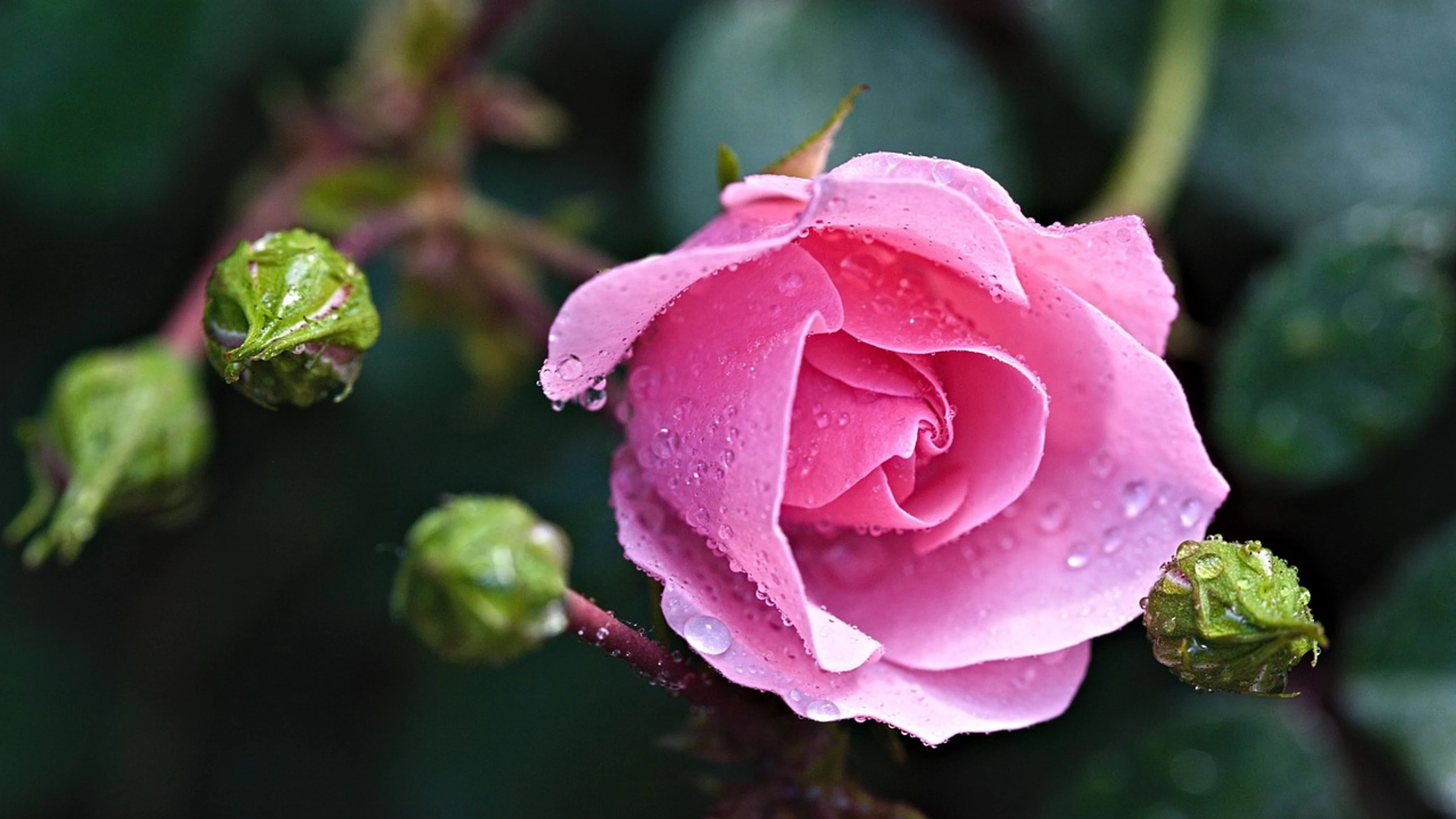 Rose beautiful flowers nature - free 4K Ultra HD flowers wallpaper for desktop