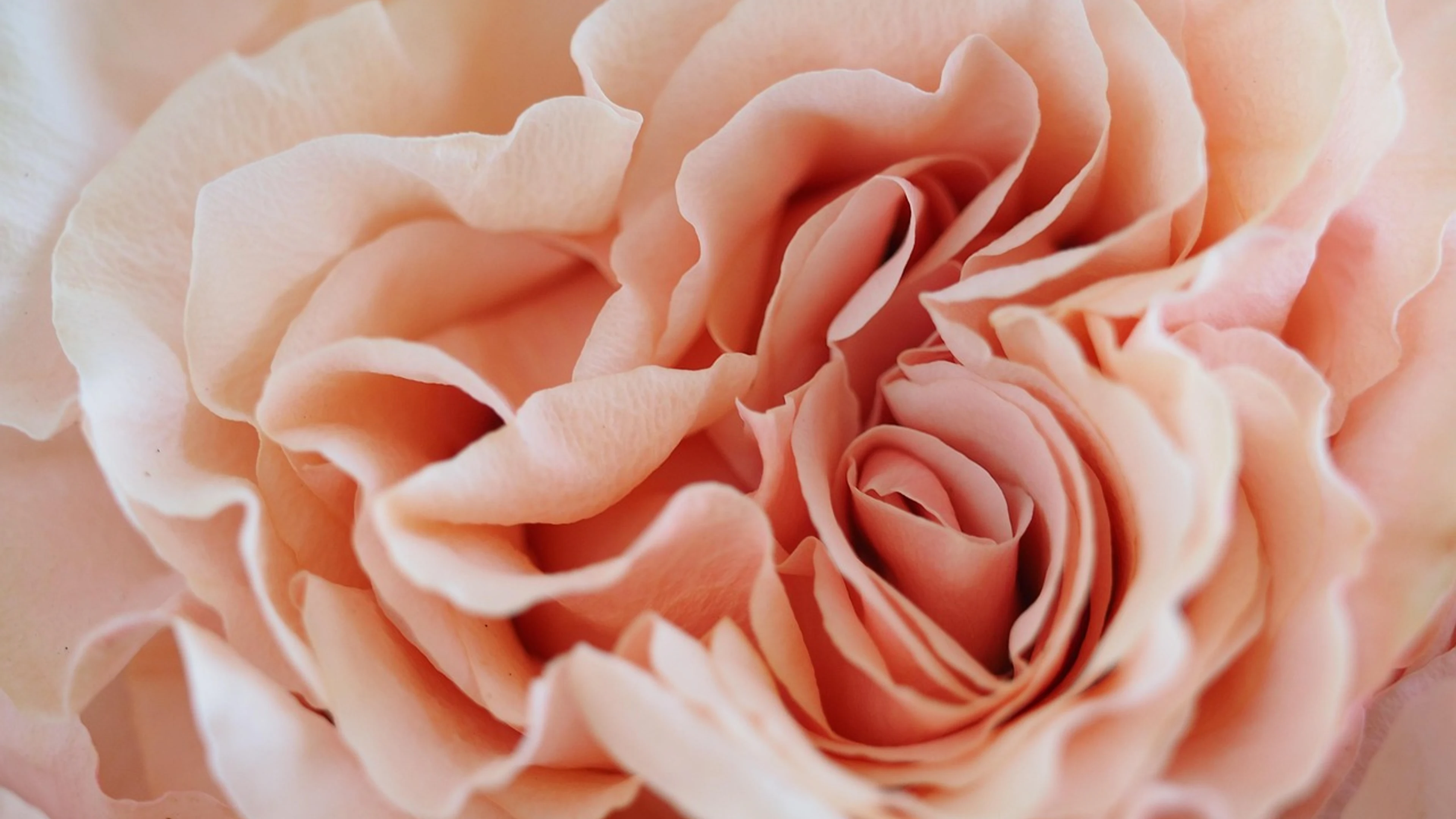 Rose closeup rose flower - free 4K Ultra HD flowers wallpaper for desktop