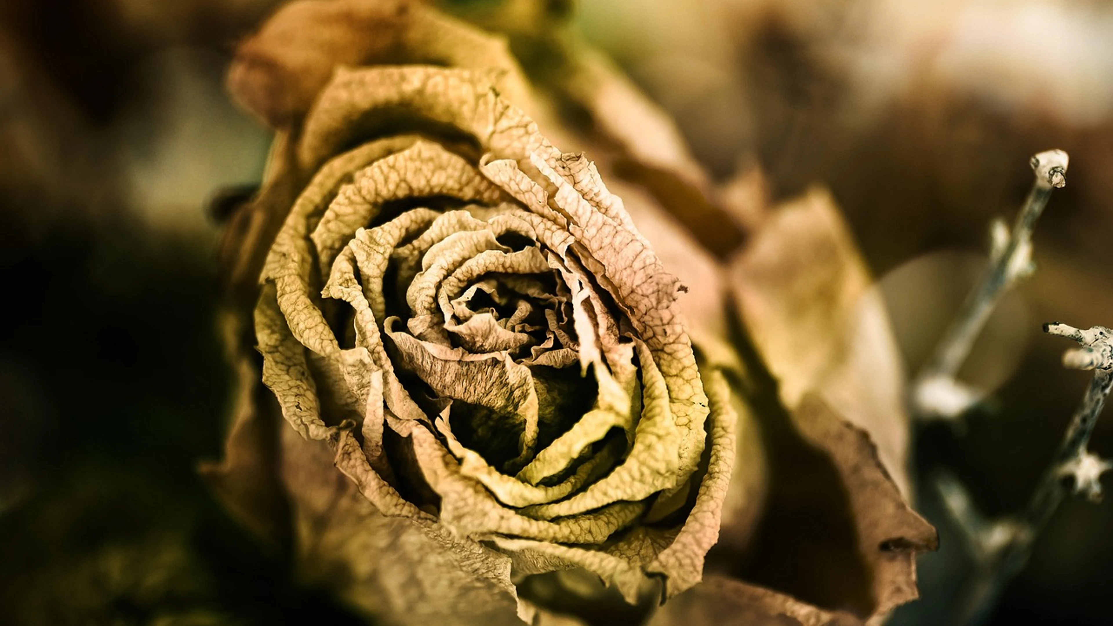 Rose dried rose withered rose - free 4K Ultra HD flowers wallpaper for desktop