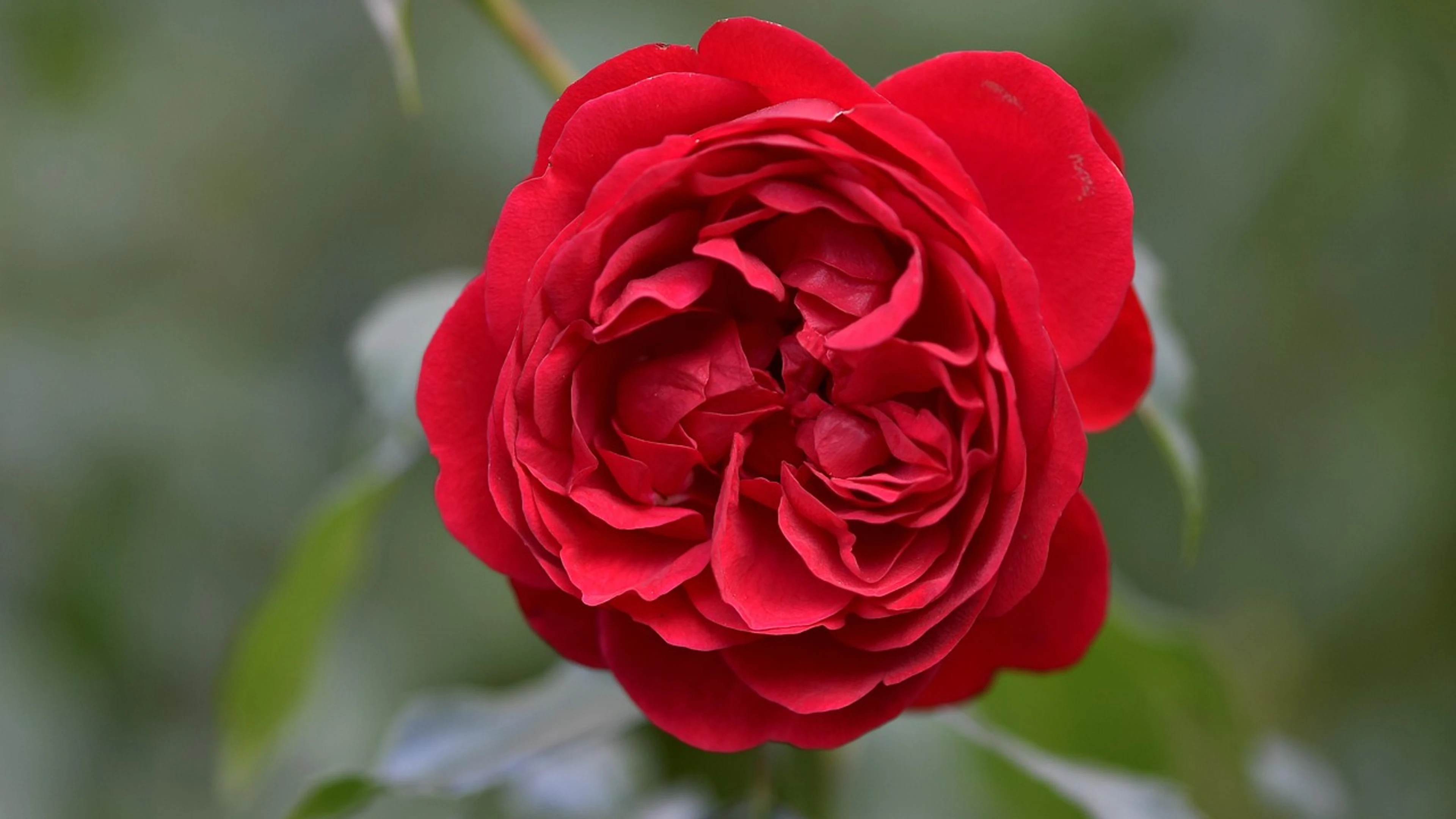 Rose flower background flower - free 4K Ultra HD flowers wallpaper for desktop