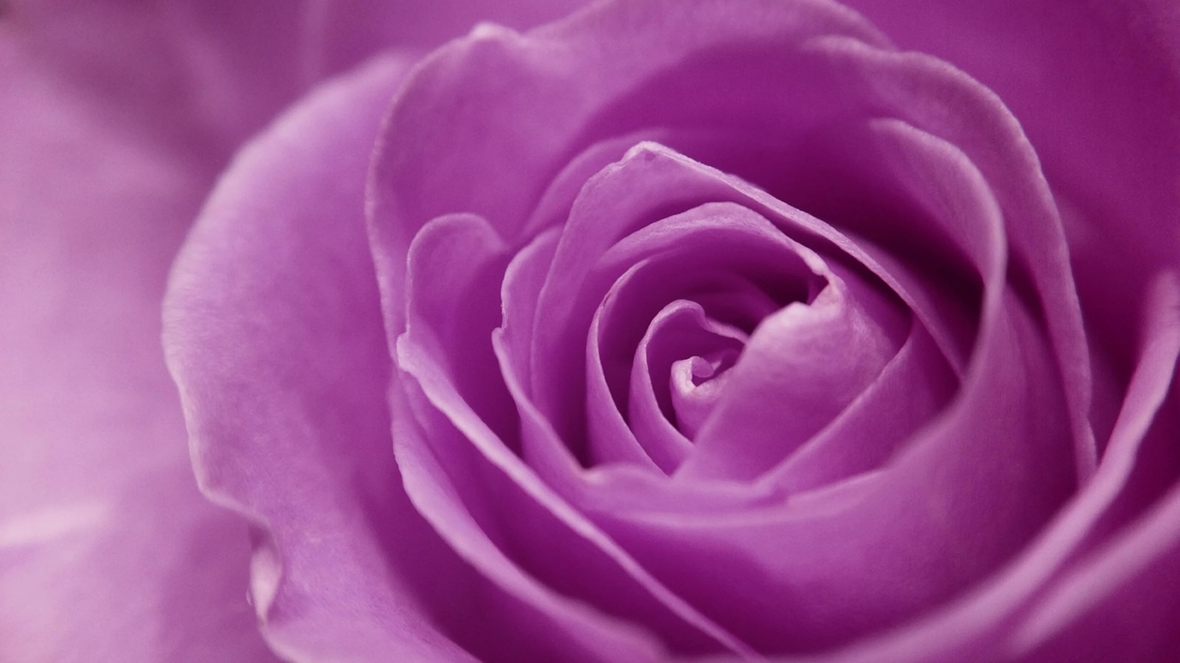 Rose flower flower wallpaper - free 4K Ultra HD flowers wallpaper for desktop