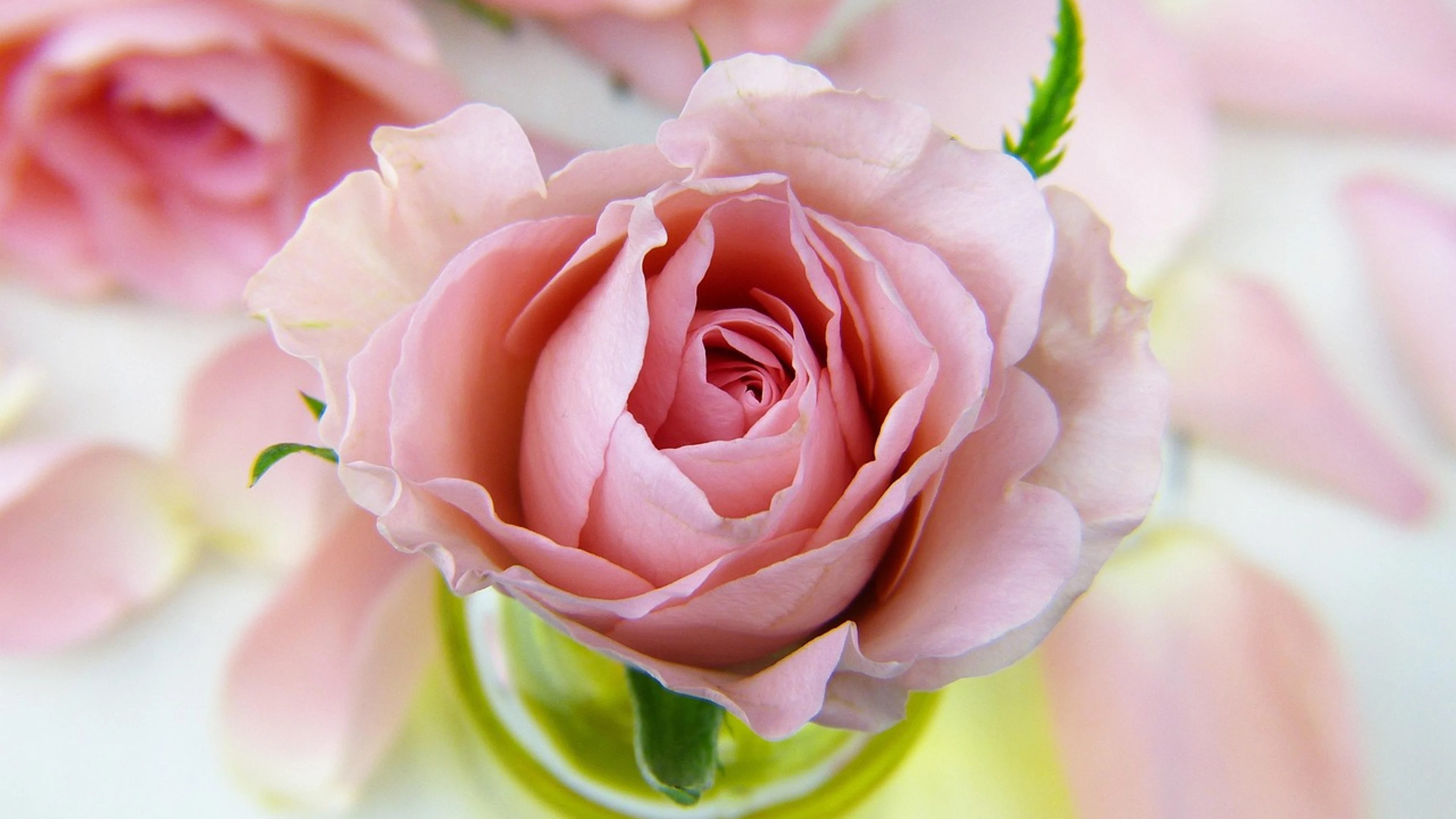 Rose flower pink rose - free 4K Ultra HD flowers wallpaper for desktop