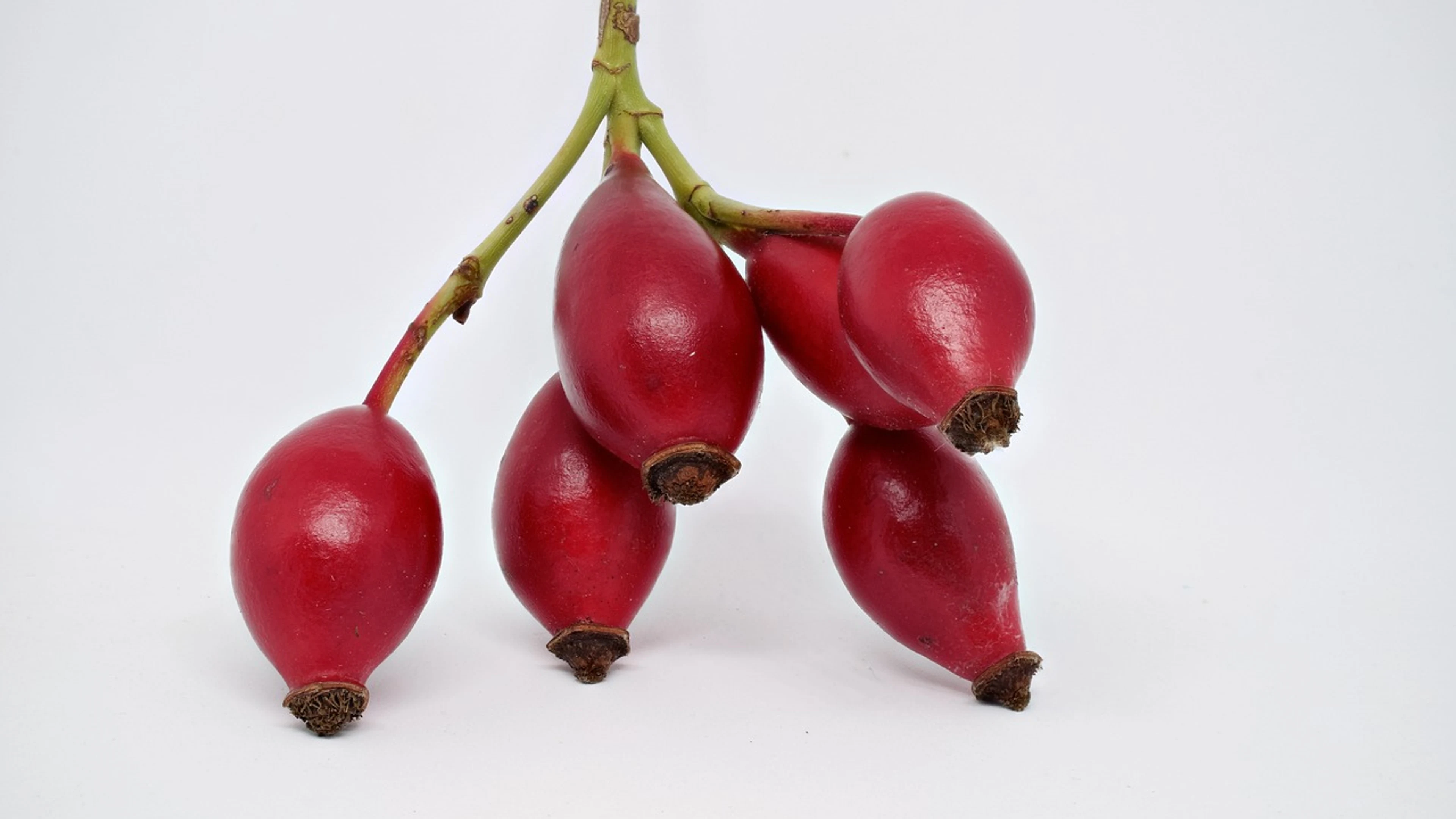 Rose hip wild rose fall - free 4K Ultra HD flowers wallpaper for desktop