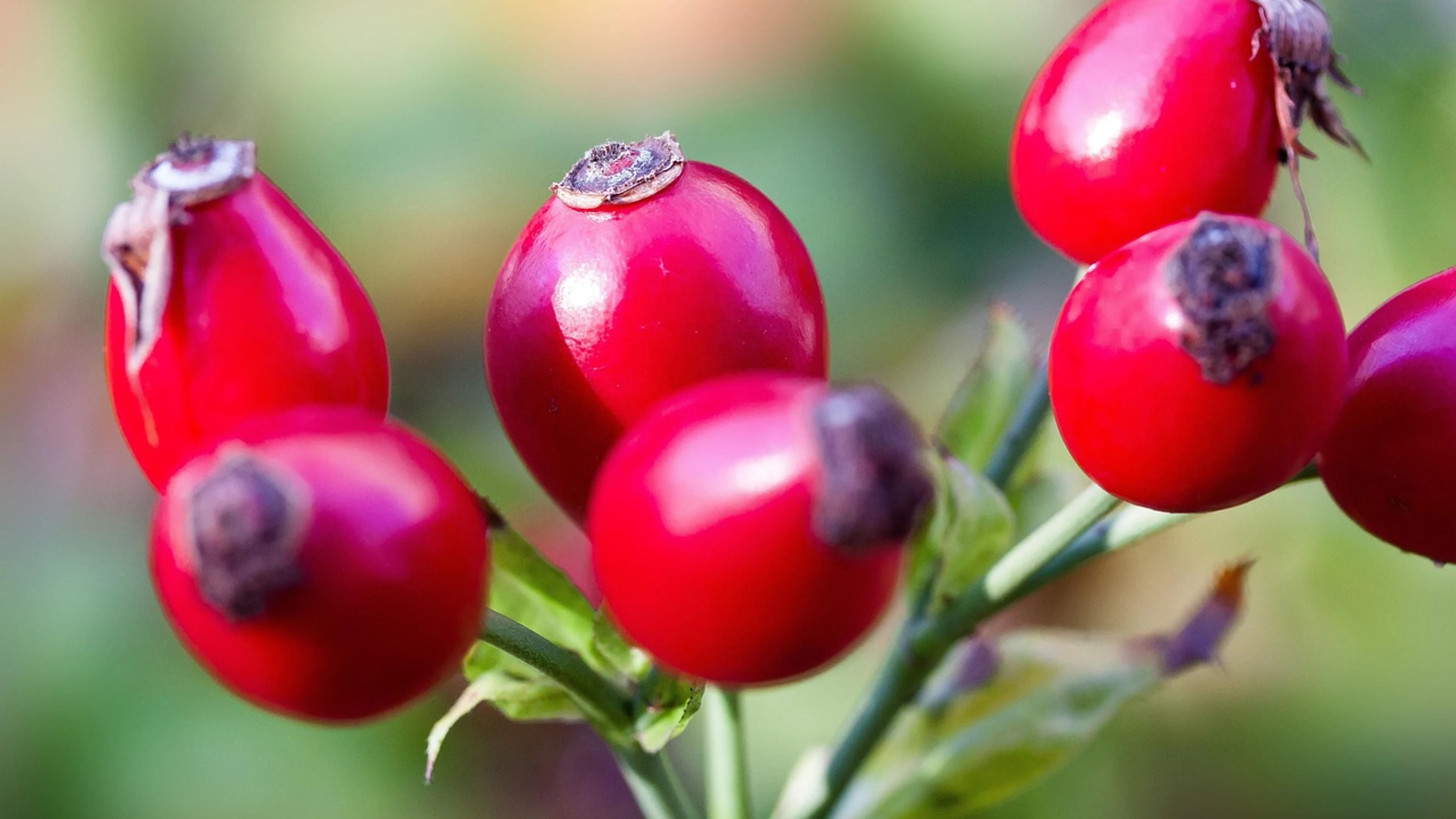 Rose hips fruits red - free 4K Ultra HD flowers wallpaper for desktop
