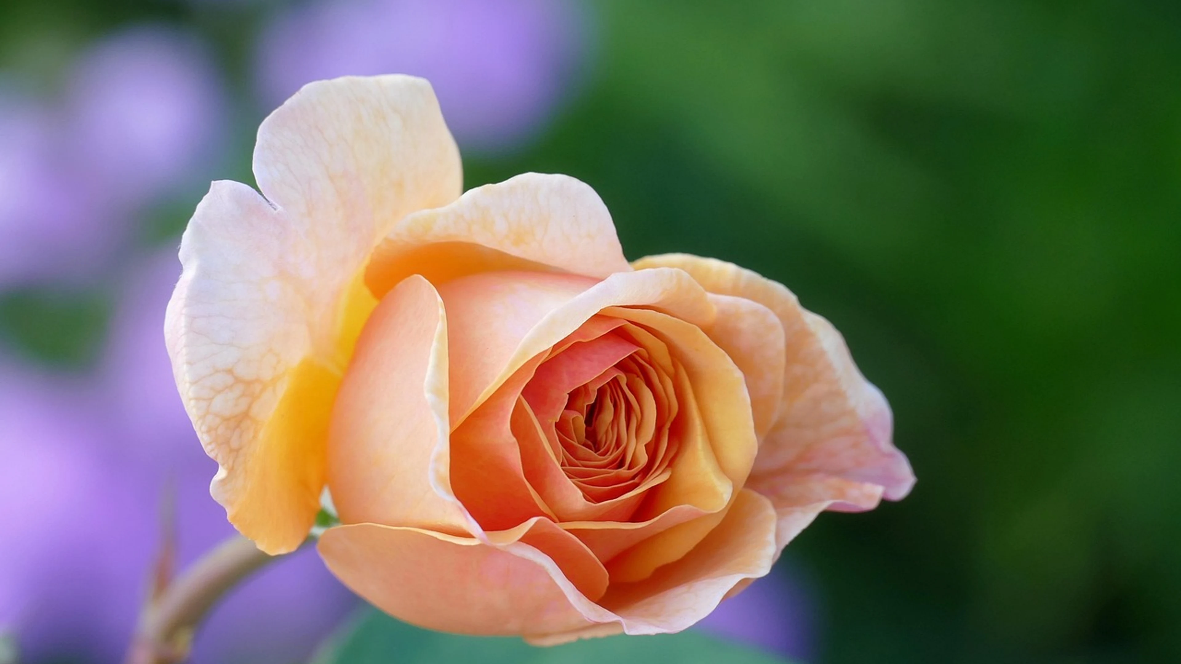 Rose laptop wallpaper flower - free 4K Ultra HD flowers wallpaper for desktop