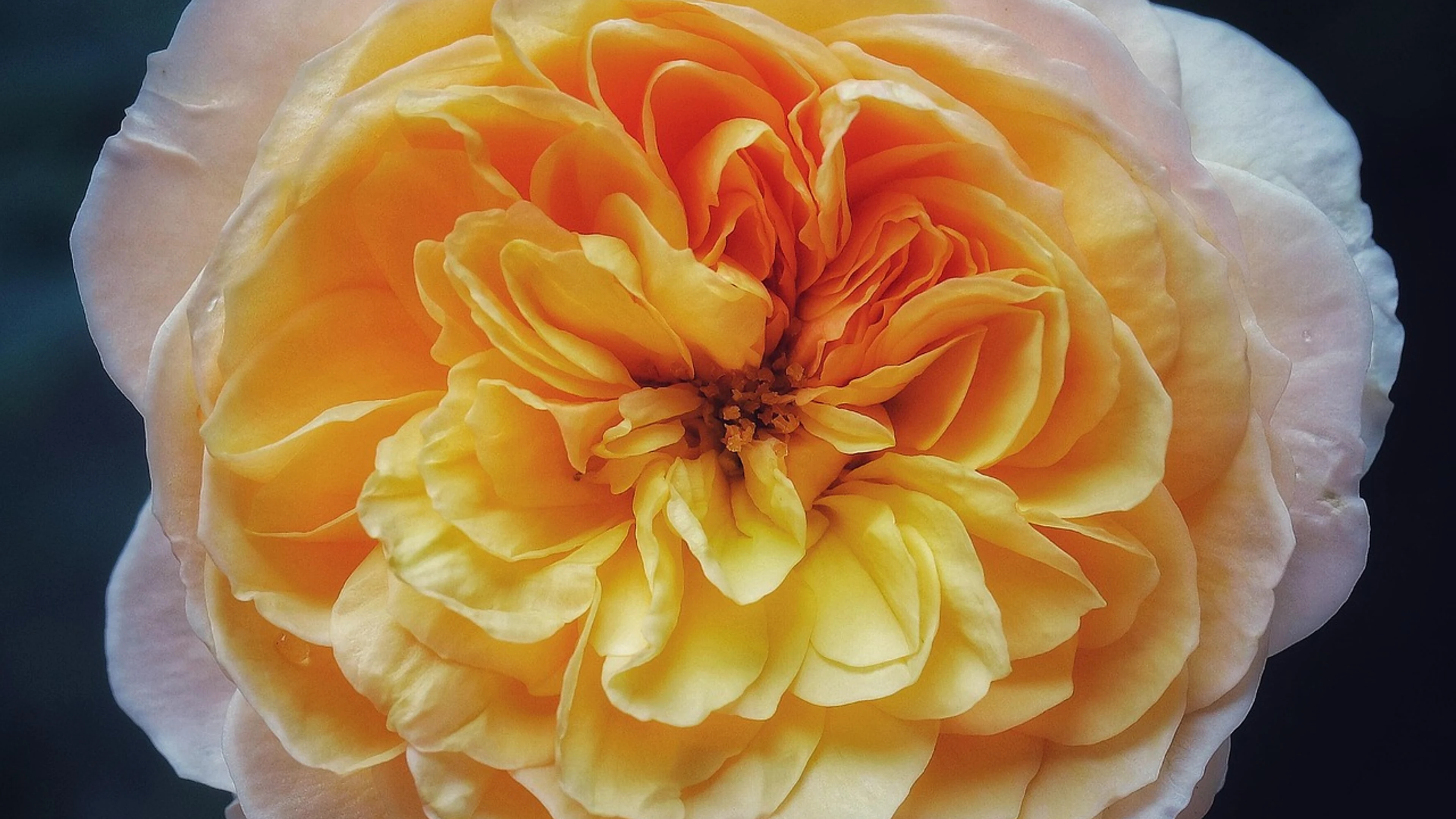 Rose macro flower background - free 4K Ultra HD flowers wallpaper for desktop