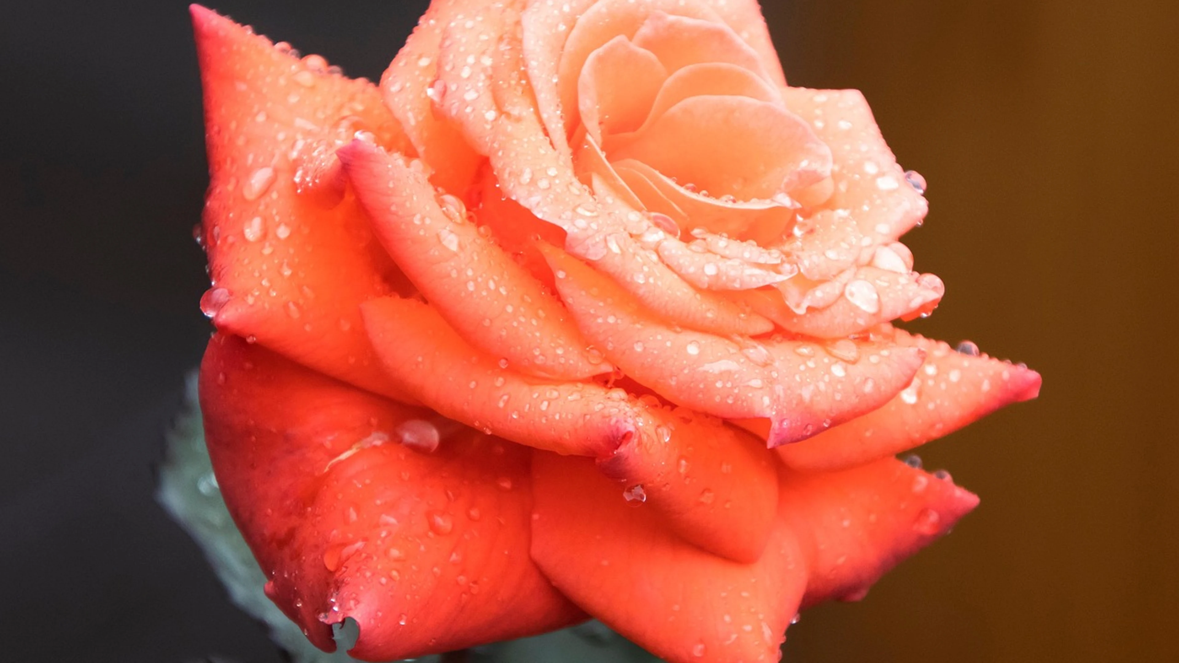 Rose orange rose orange flower - free 4K Ultra HD flowers wallpaper for desktop