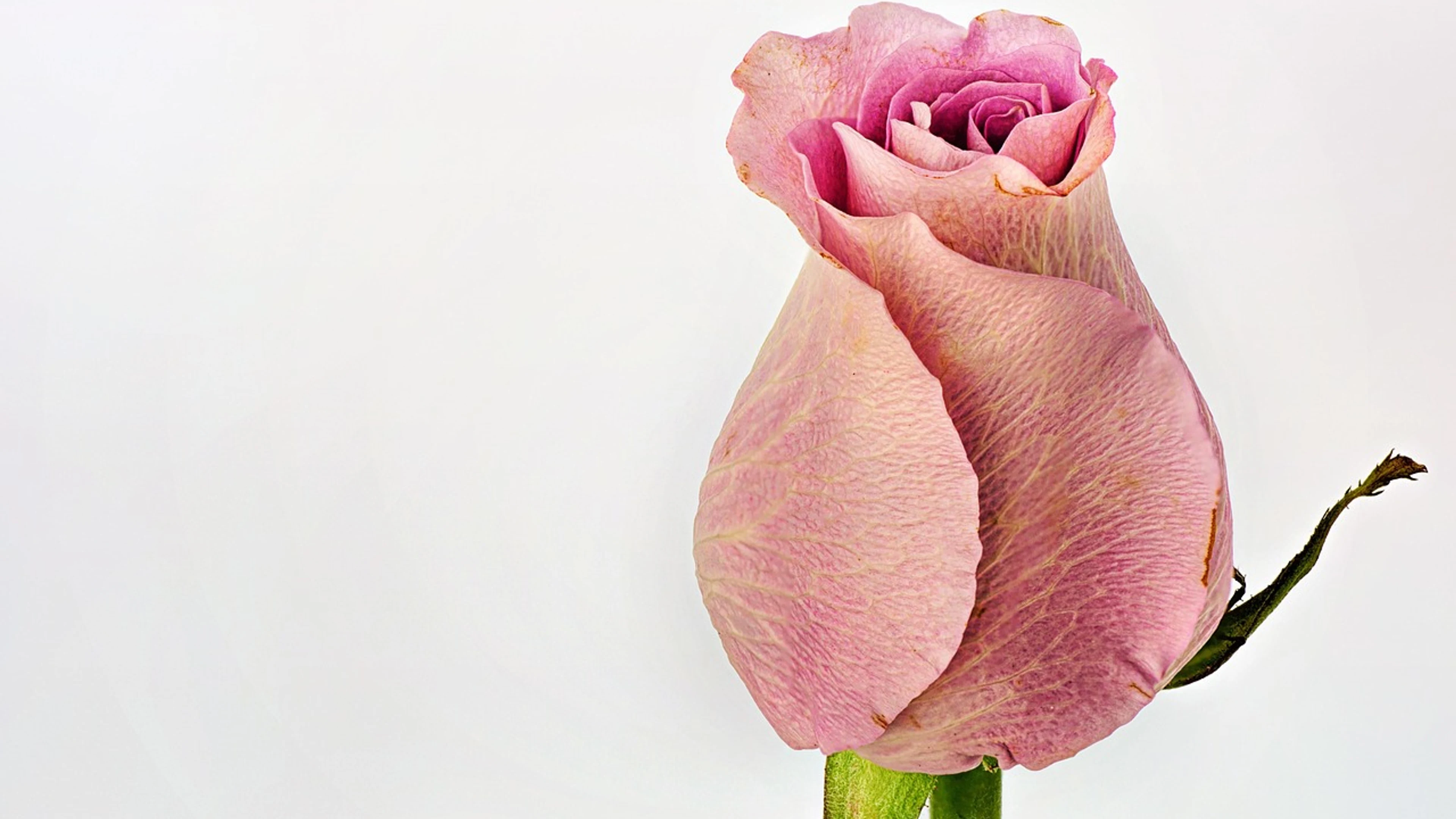 Rose pink flower wallpaper - free 4K Ultra HD flowers wallpaper for desktop