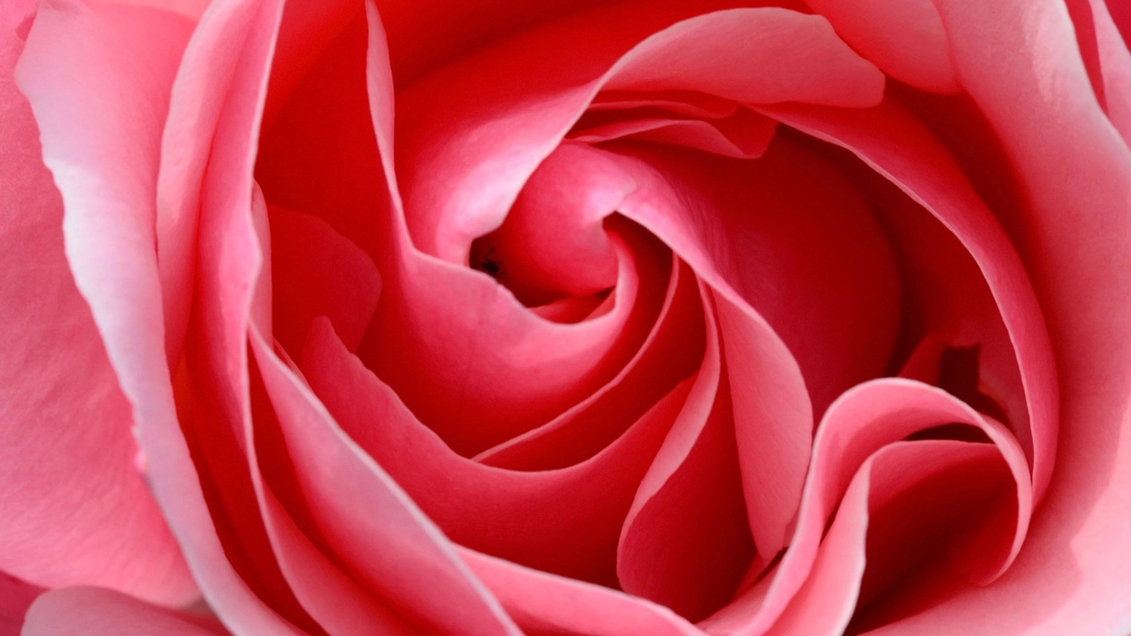 Rose pink petals - free 4K Ultra HD flowers wallpaper for desktop