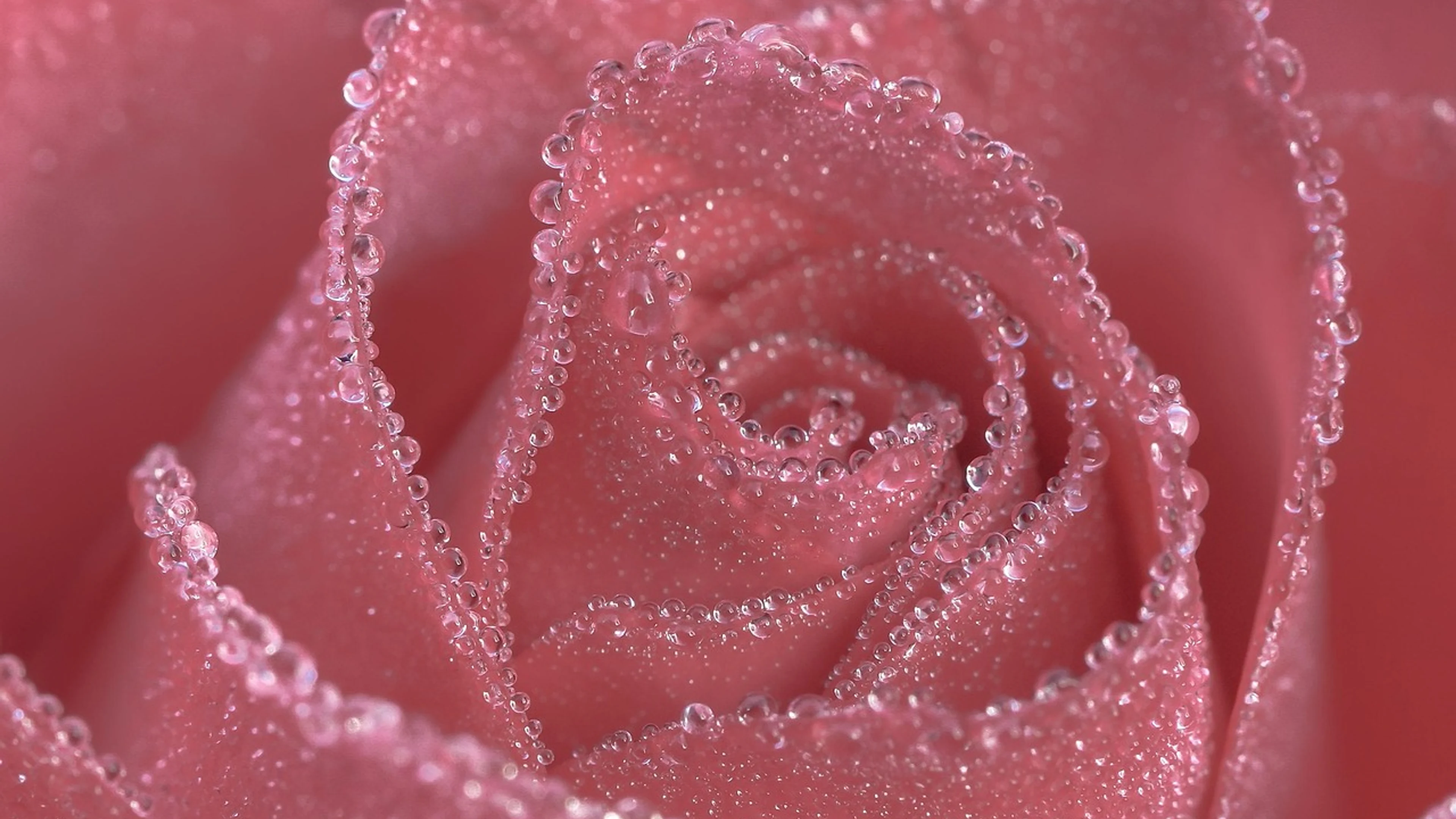 Rose pink rose flower - free 4K Ultra HD flowers wallpaper for desktop