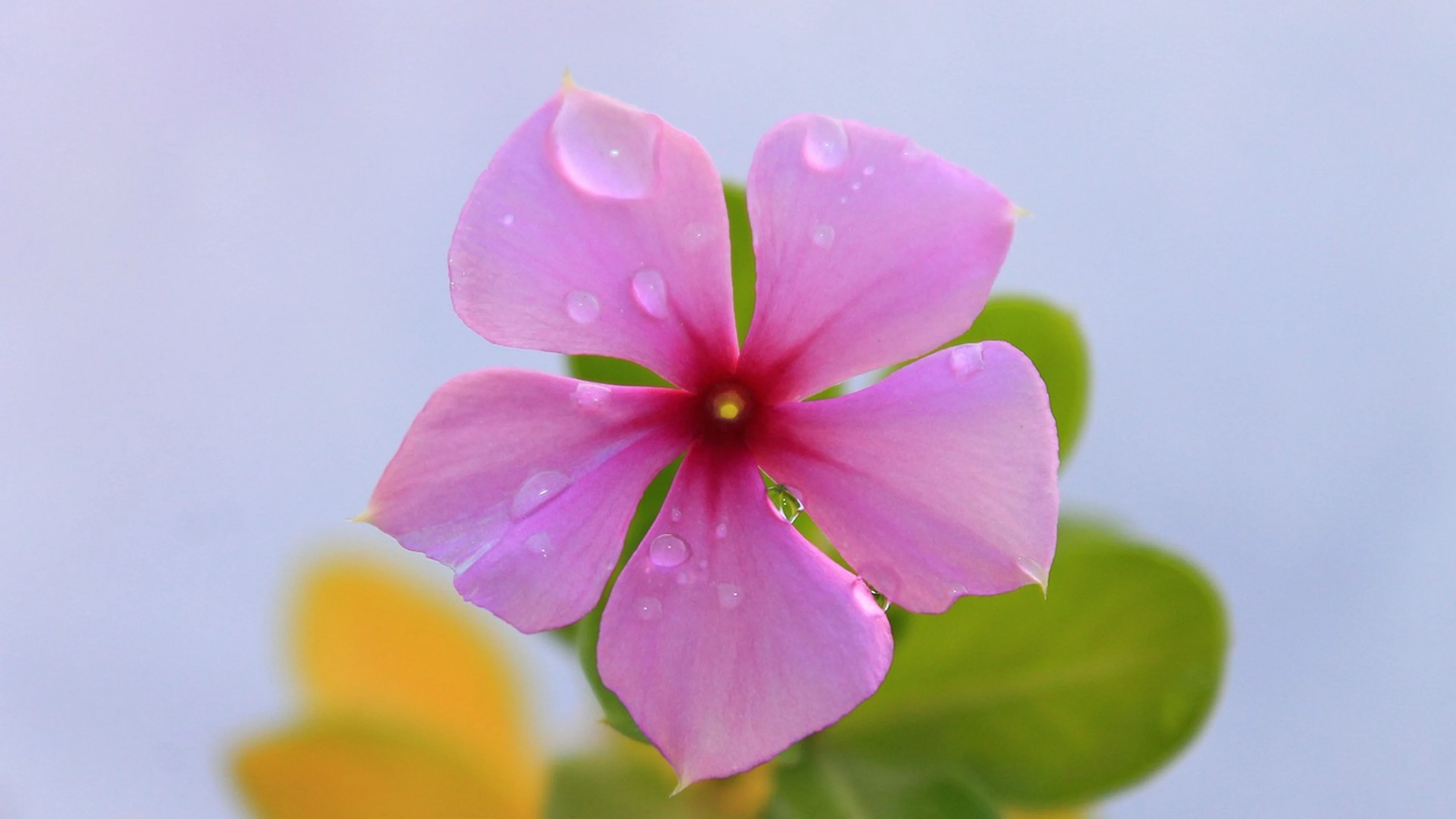 Rose pink rose flower - free 4K Ultra HD flowers wallpaper for desktop