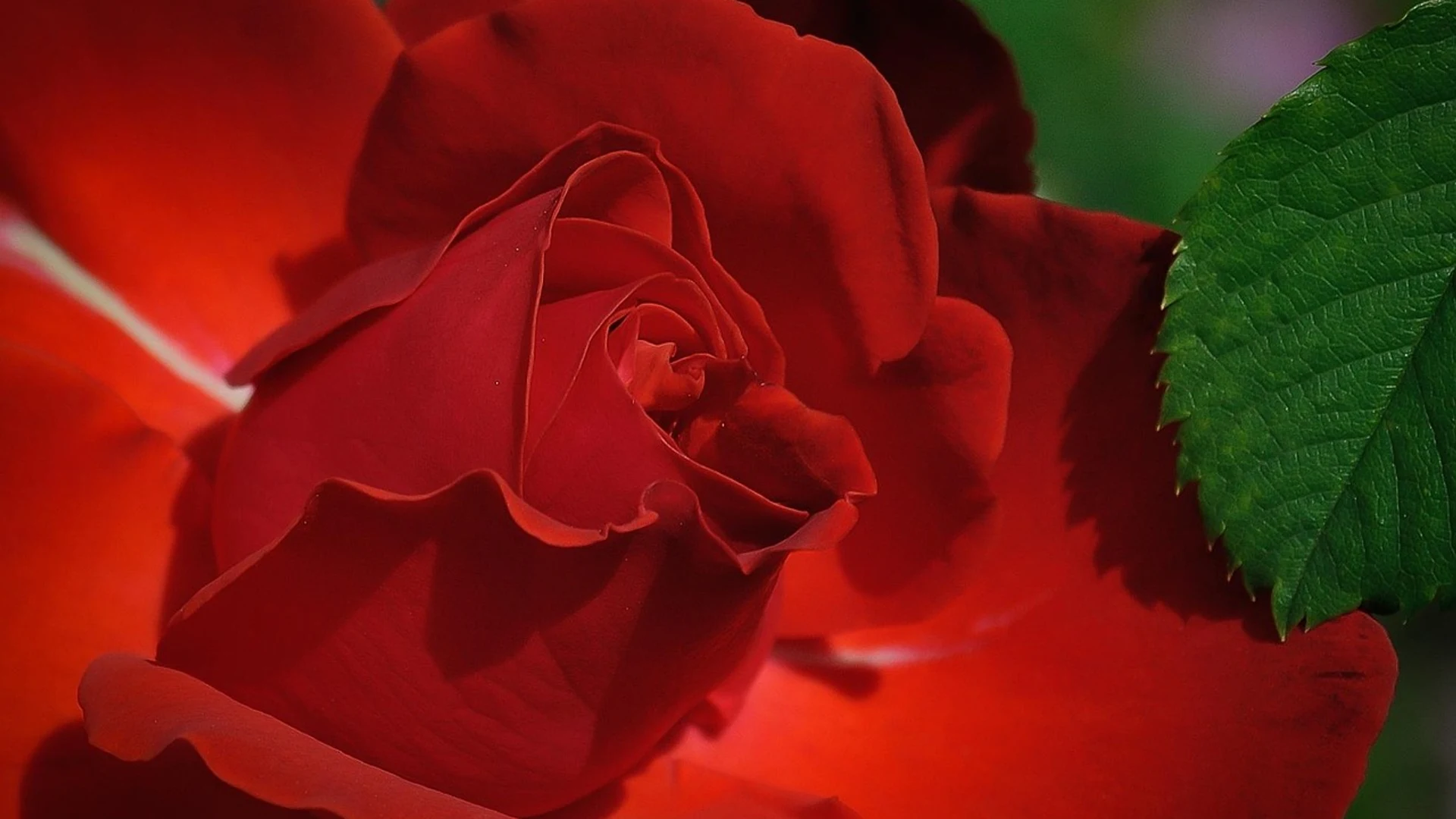 Rose red flower - free hd flowers wallpaper for desktop