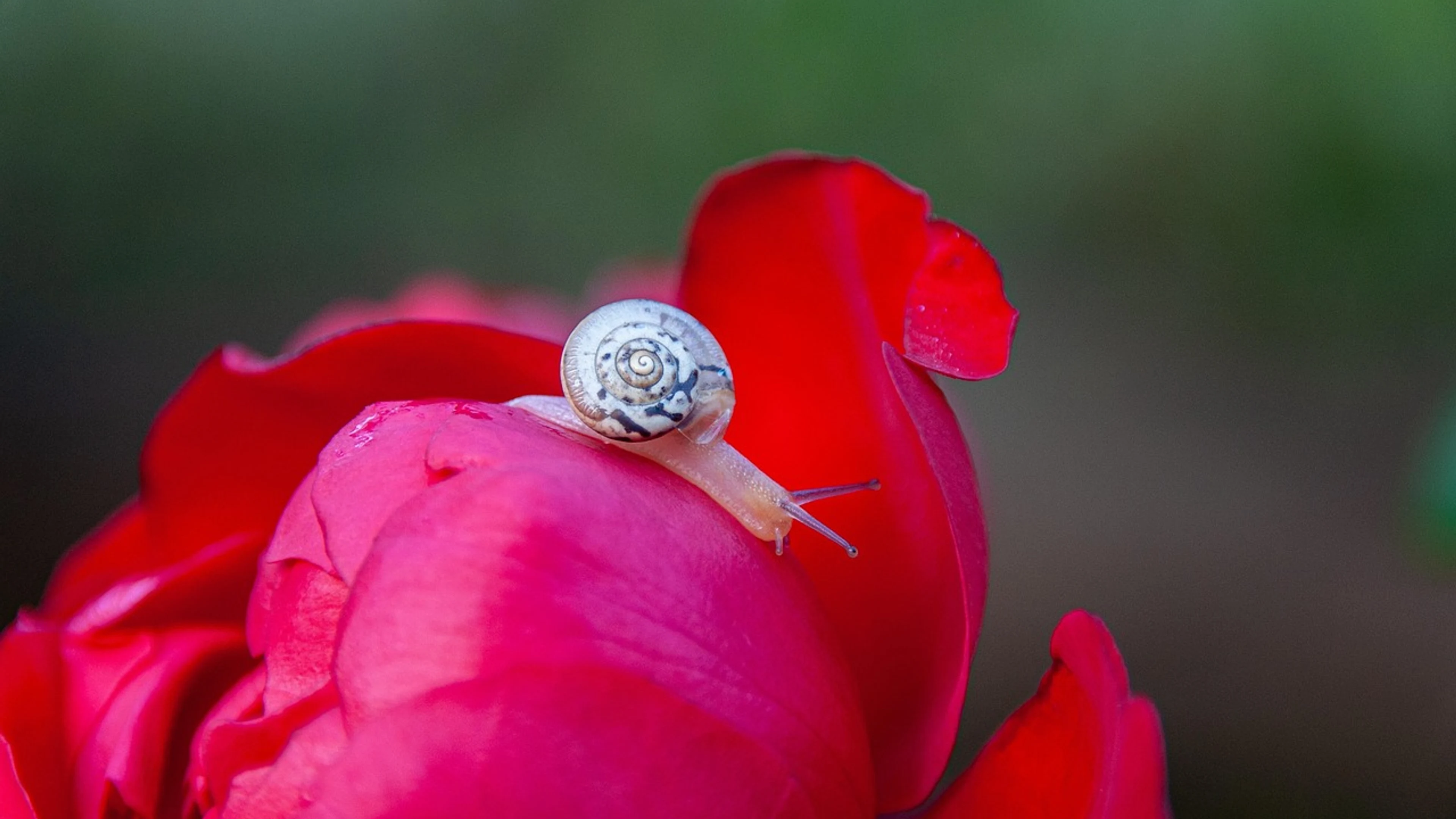 Rose rose flower flower - free 4K Ultra HD flowers wallpaper for desktop