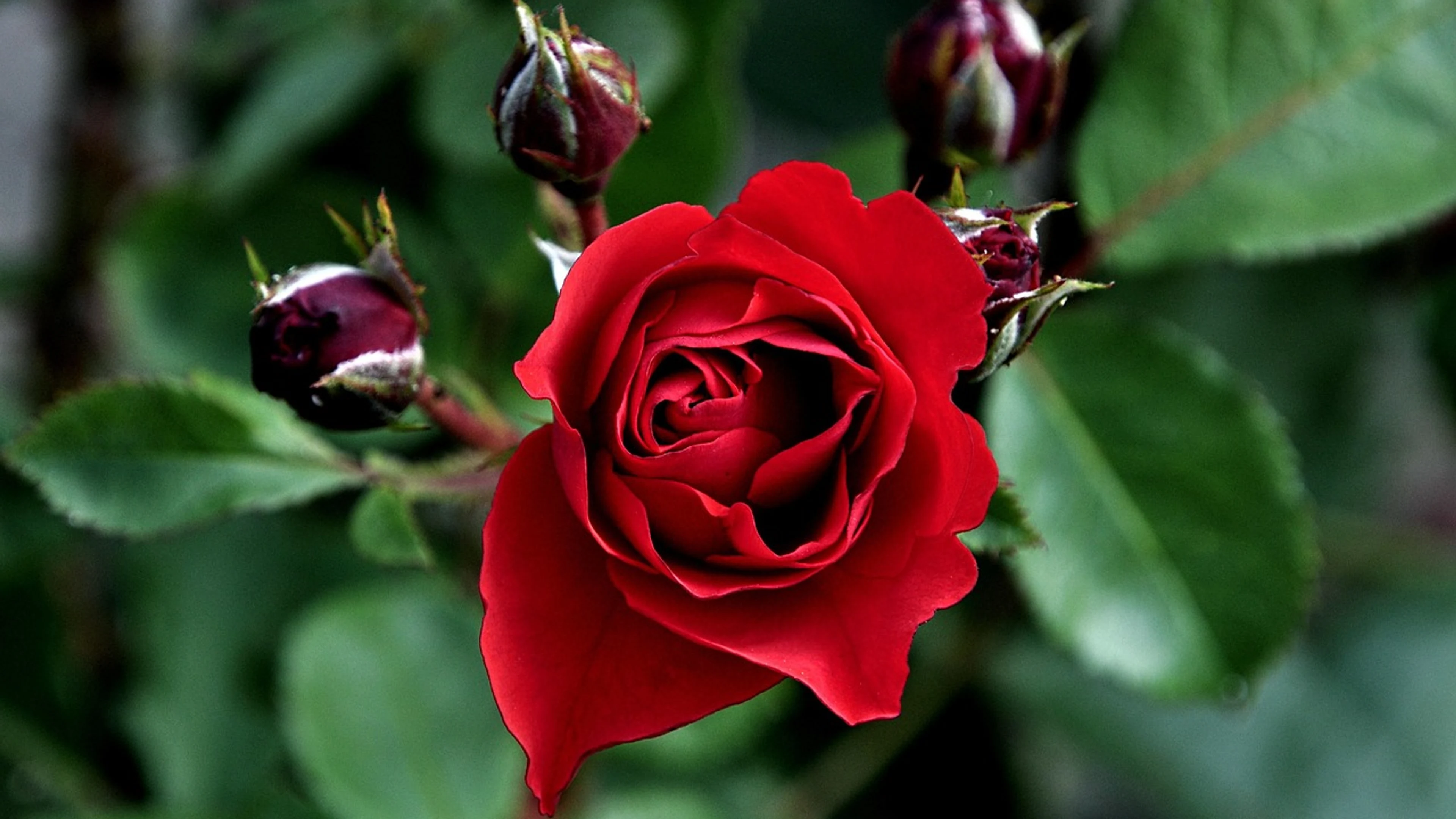 Rose rose flower macro - free 4K Ultra HD flowers wallpaper for desktop