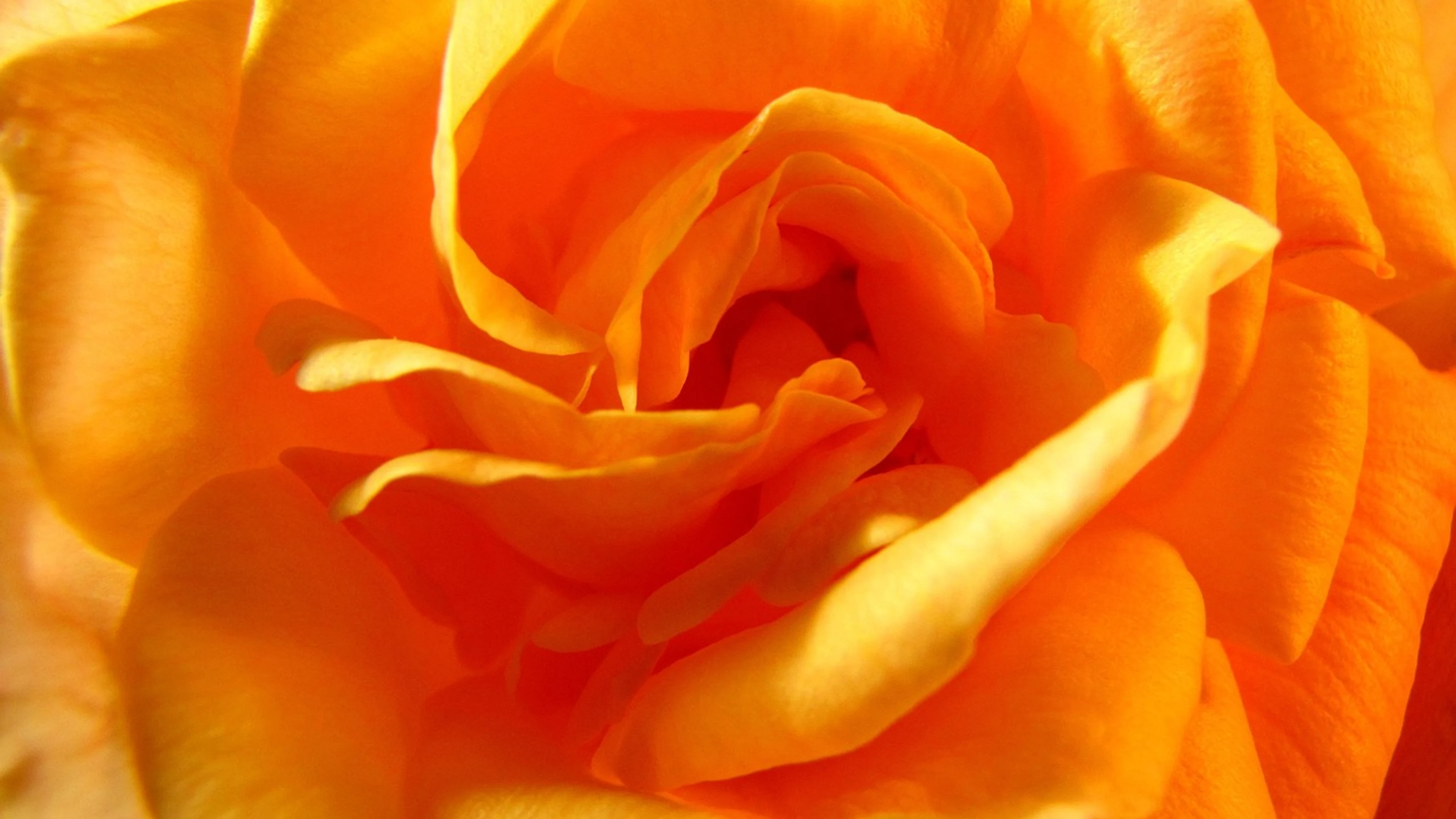 Rose rose flower yellow roses - free 4K Ultra HD flowers wallpaper for desktop