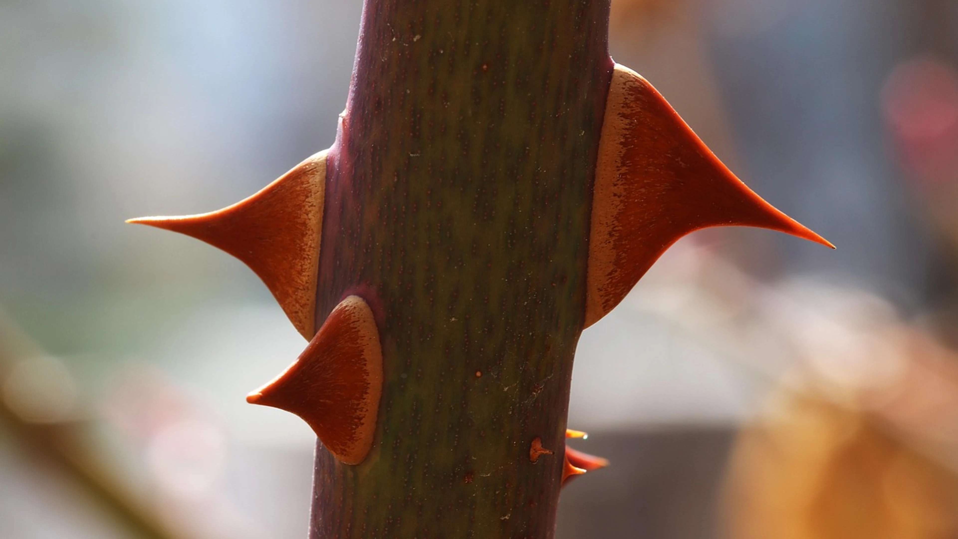 Rose rose tree rose city - free 4K Ultra HD flowers wallpaper for desktop