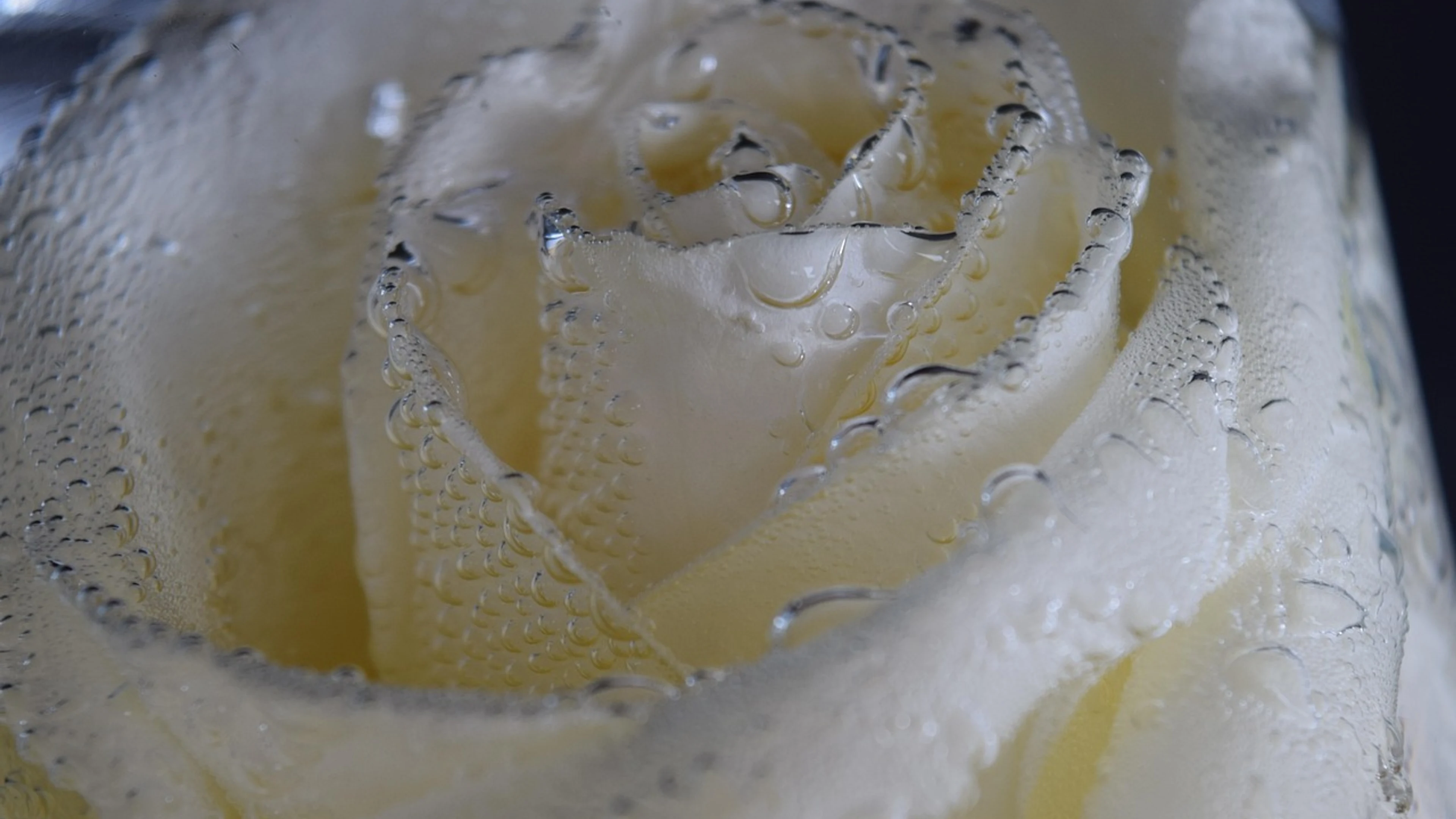 Rose white rose flower - free 4K Ultra HD flowers wallpaper for desktop