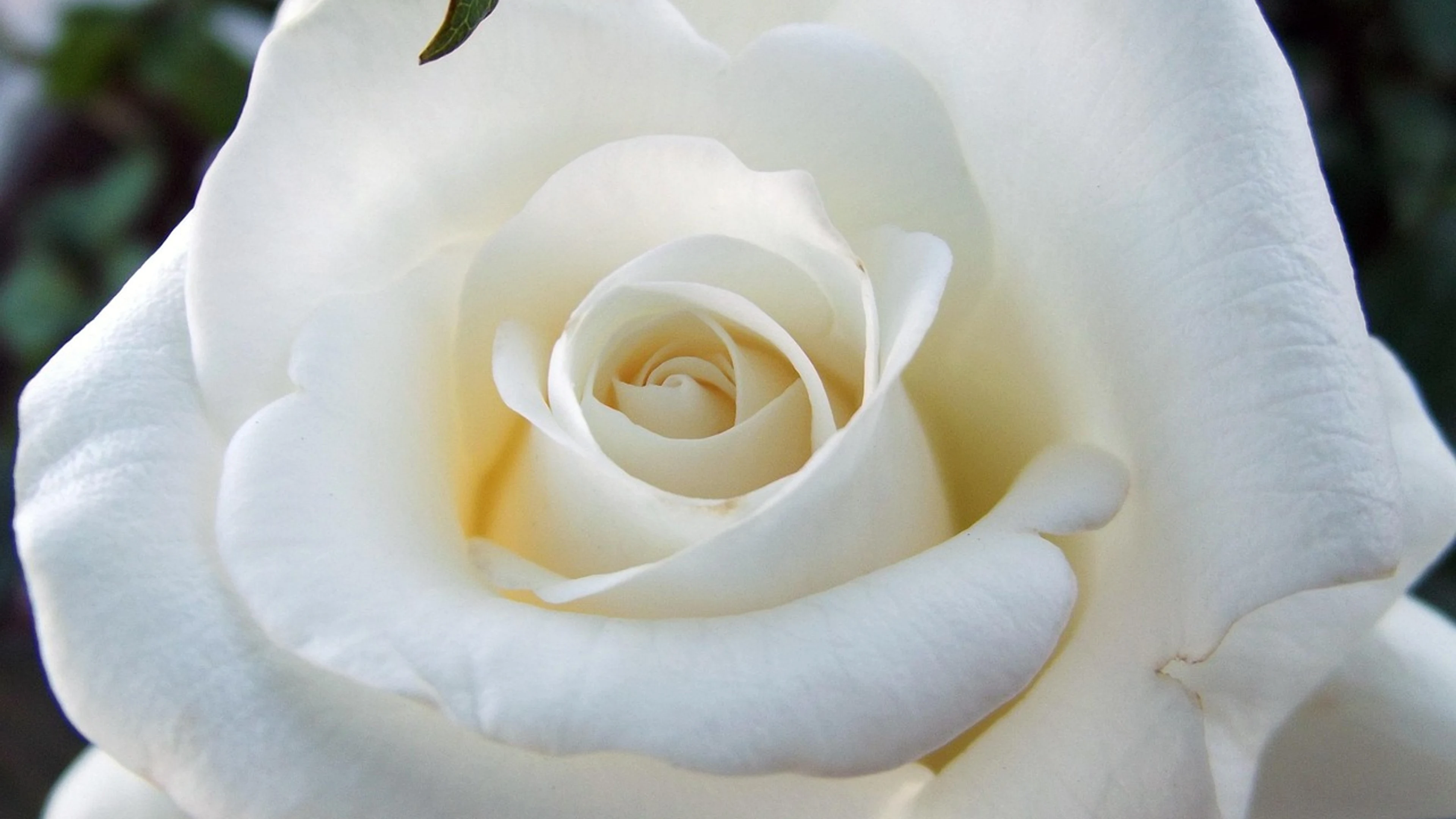Rose white rose macro - free 4K Ultra HD flowers wallpaper for desktop
