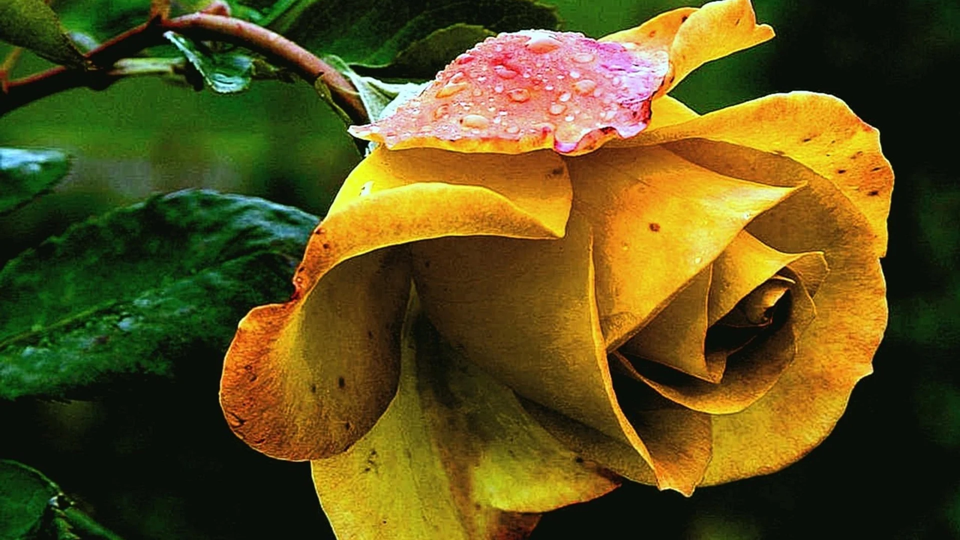 Rose yellow rose rose flower - free hd flowers wallpaper for desktop