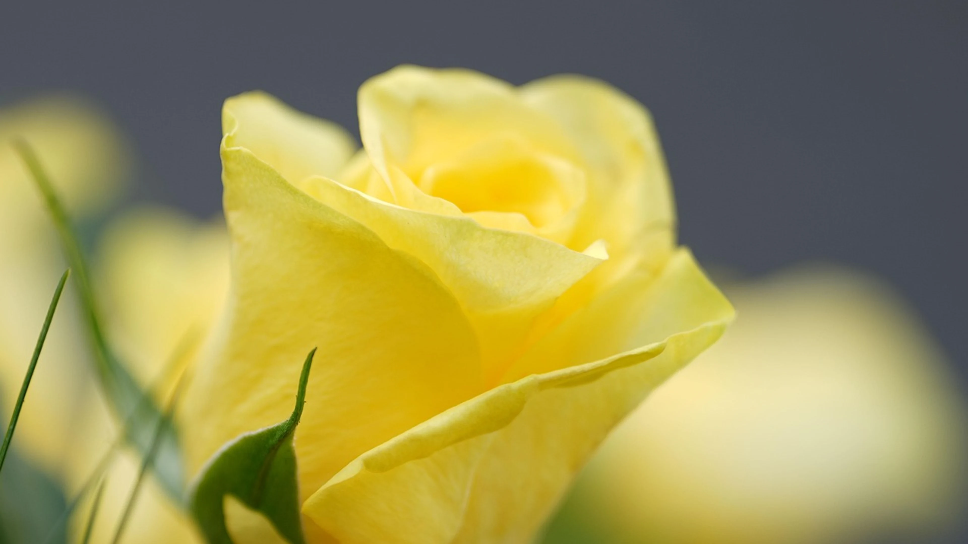 Rose yellow rose yellow flower - free 4K Ultra HD flowers wallpaper for desktop