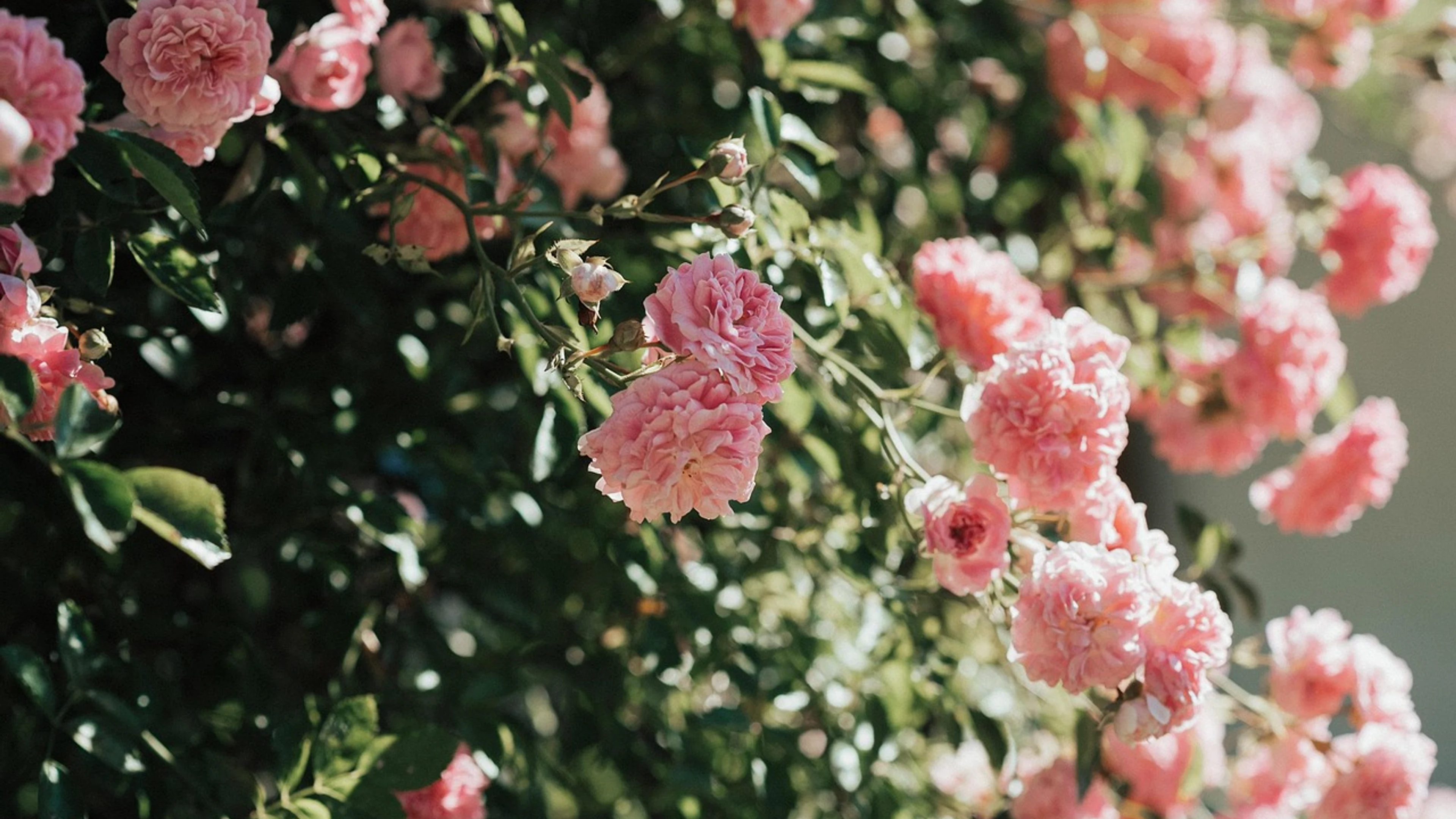Roses blossoms flower wallpaper - free 4K Ultra HD flowers wallpaper for desktop