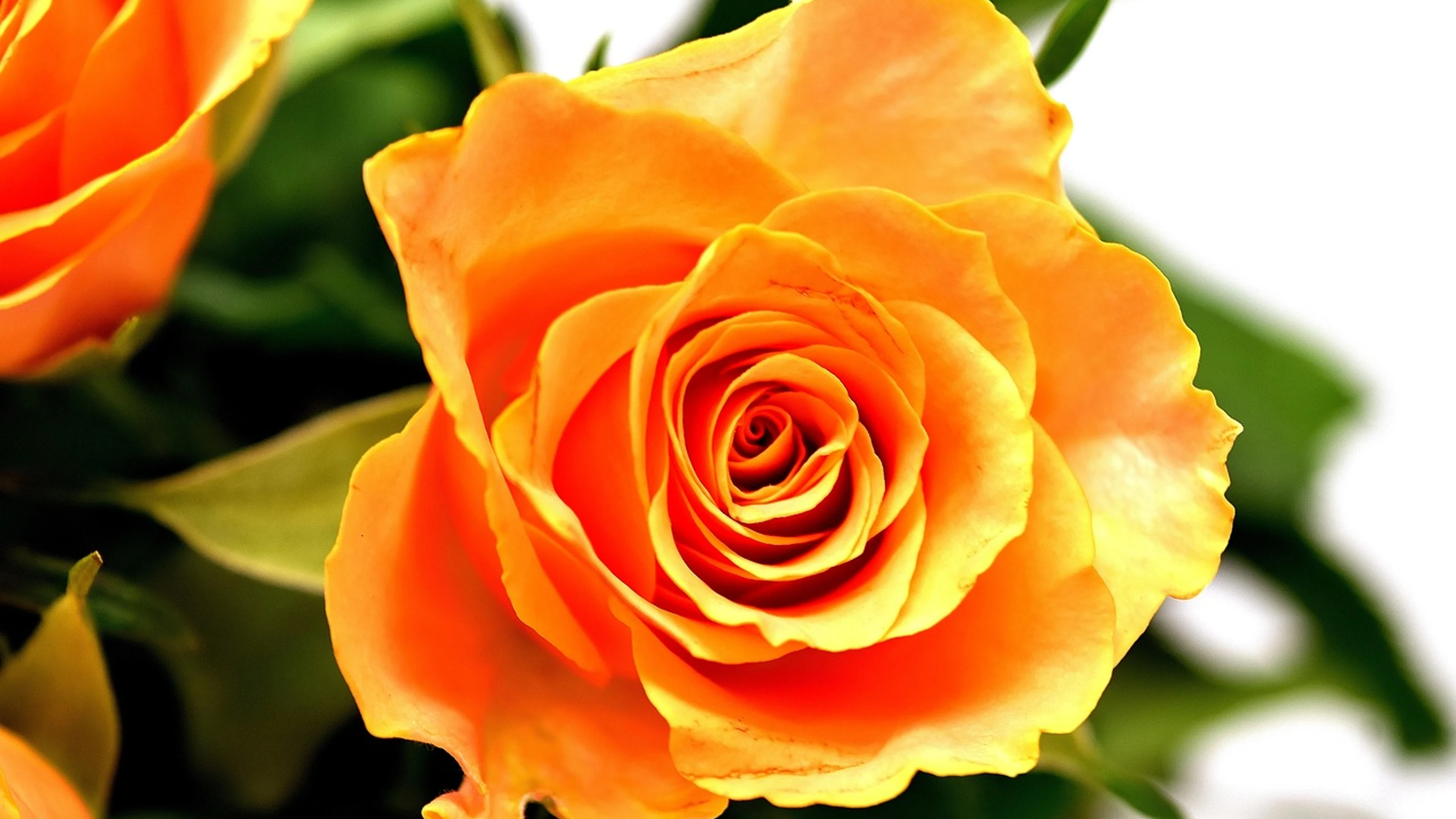 Roses flower blossom - free 4K Ultra HD flowers wallpaper for desktop