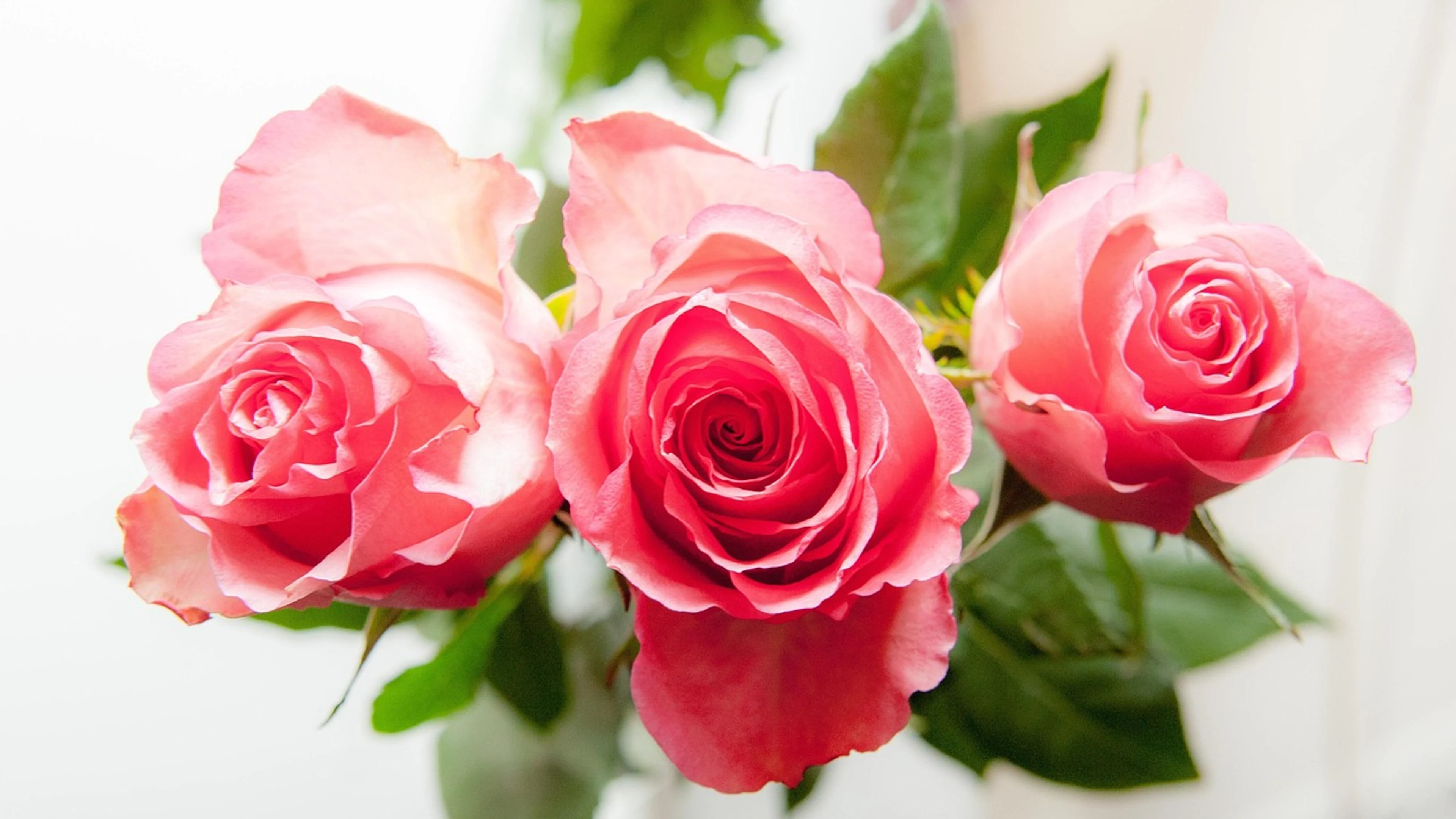 Roses three petals - free 4K Ultra HD flowers wallpaper for desktop